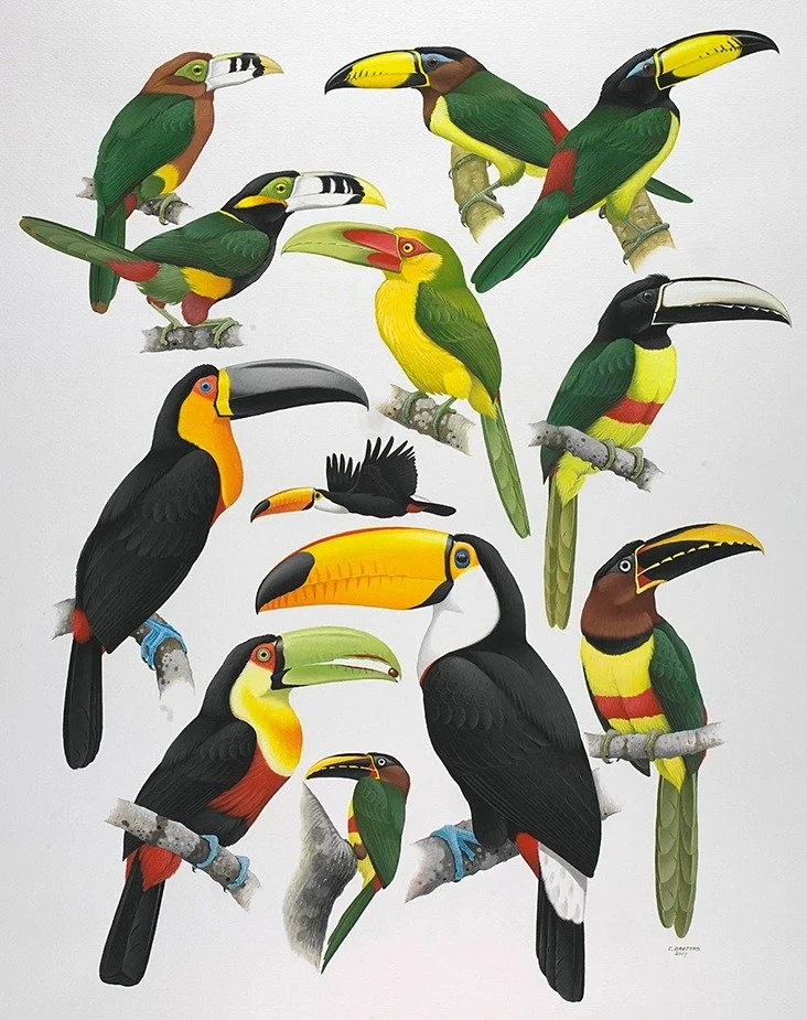 Toucan Plate (Art gallery) art by Eduardo Brettas