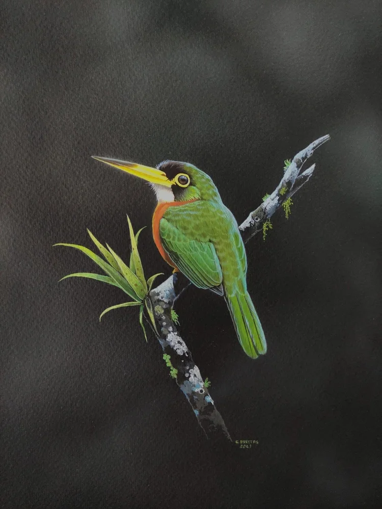 Painting by Eduardo Brettas of a Yellow-billed Jacamar perched on a branch with epiphytes against a dark background.