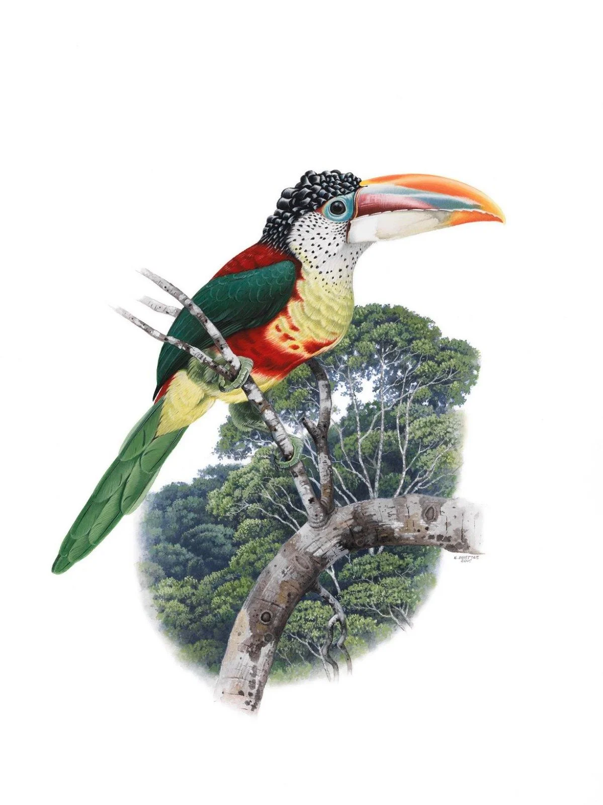Curl-crested Aracari (Pteroglossus beauharnaisii) - Art by Eduardo Brettas