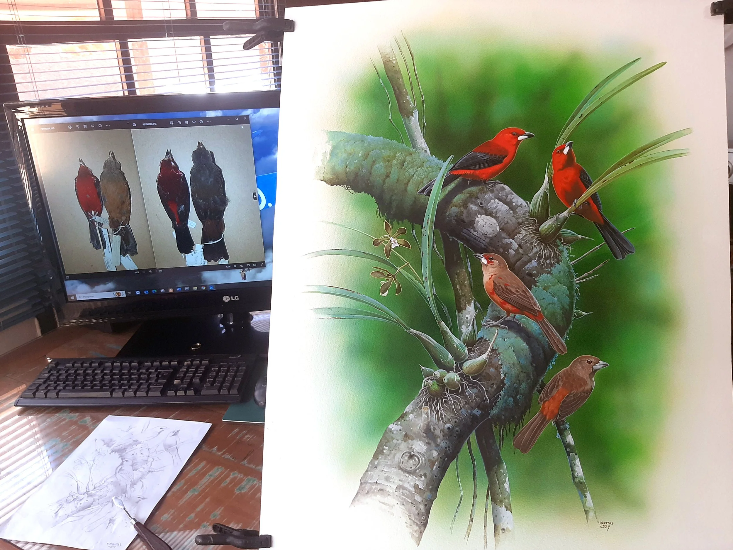 Brazilian Tanager (Ramphocelus bresillius) art by Eduardo Brettas