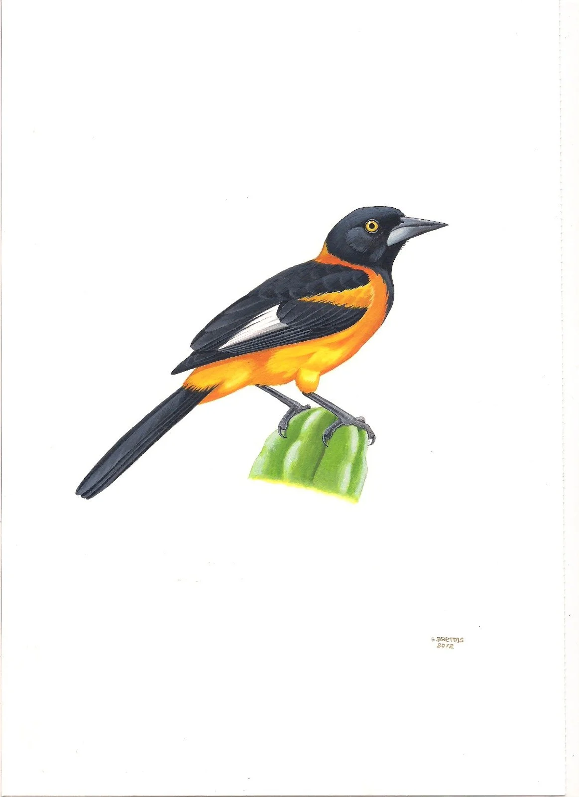 Campo Troupial (Icterus jamacaii) art by Eduardo Brettas