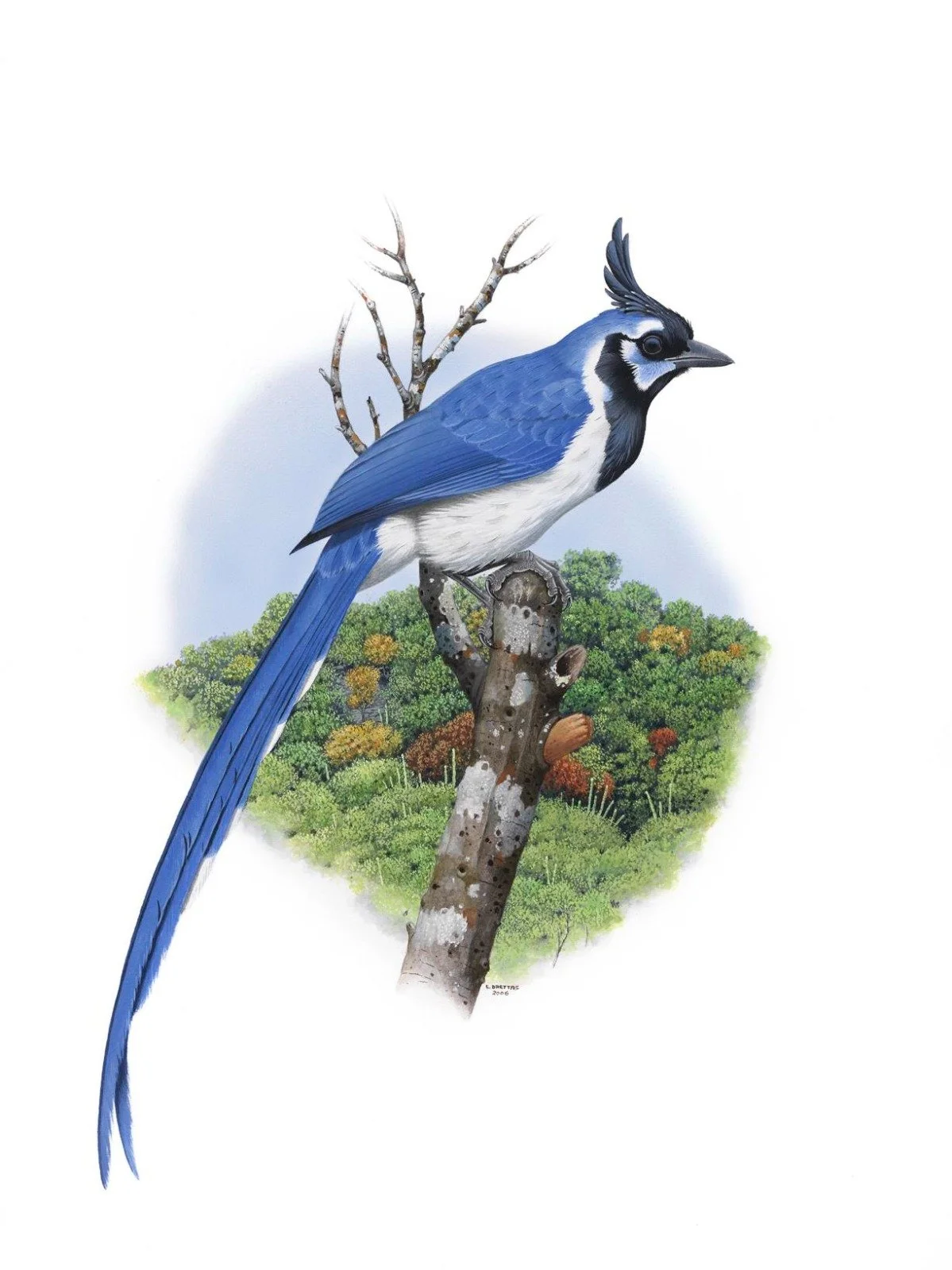 Black-throated magpie-jay (Calocitta colliei) - Art by Eduardo Brettas