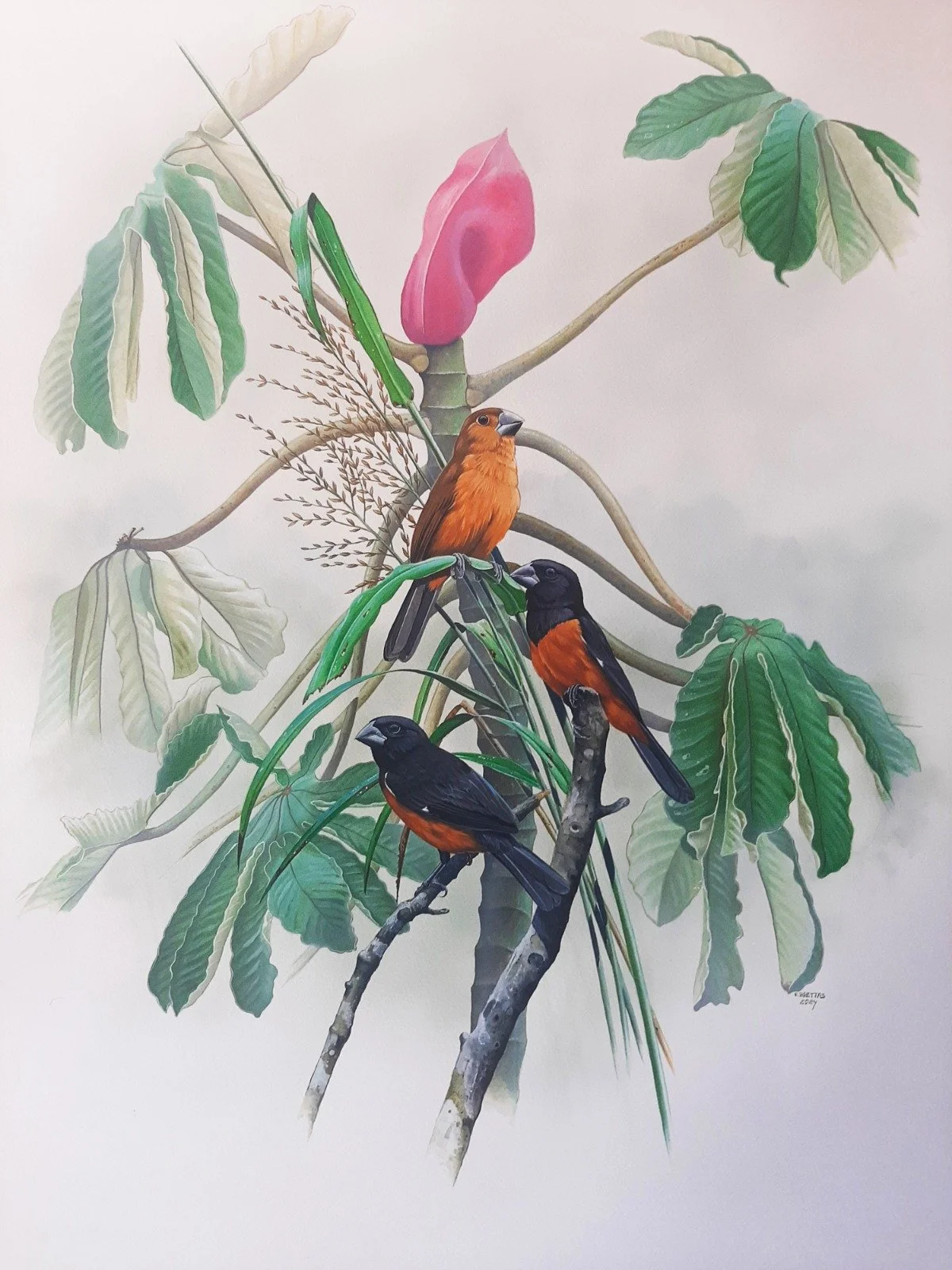 Chestnut-bellied Seed-Finch (Sporophila angolensis) - Art by Eduardo Brettas