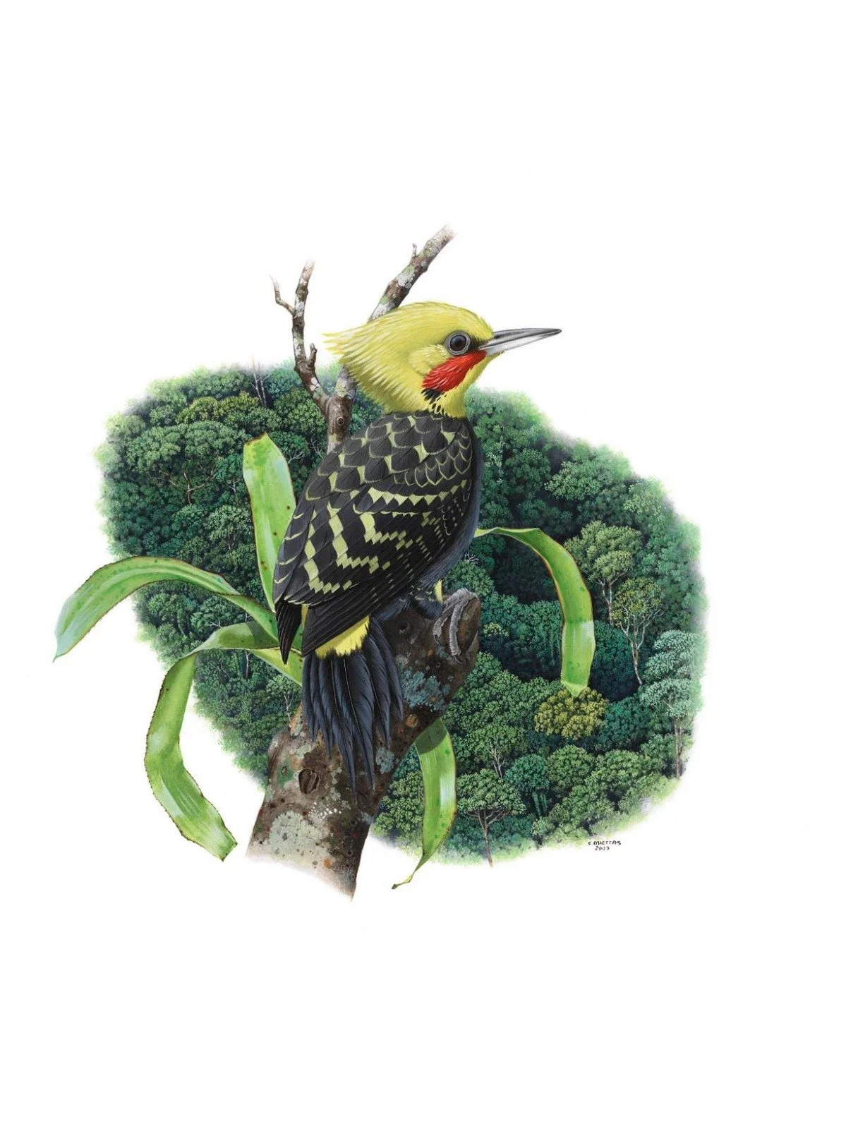 Blond-crested Woodpecker  (Celeus flavescens) - Art by Eduardo Brettas