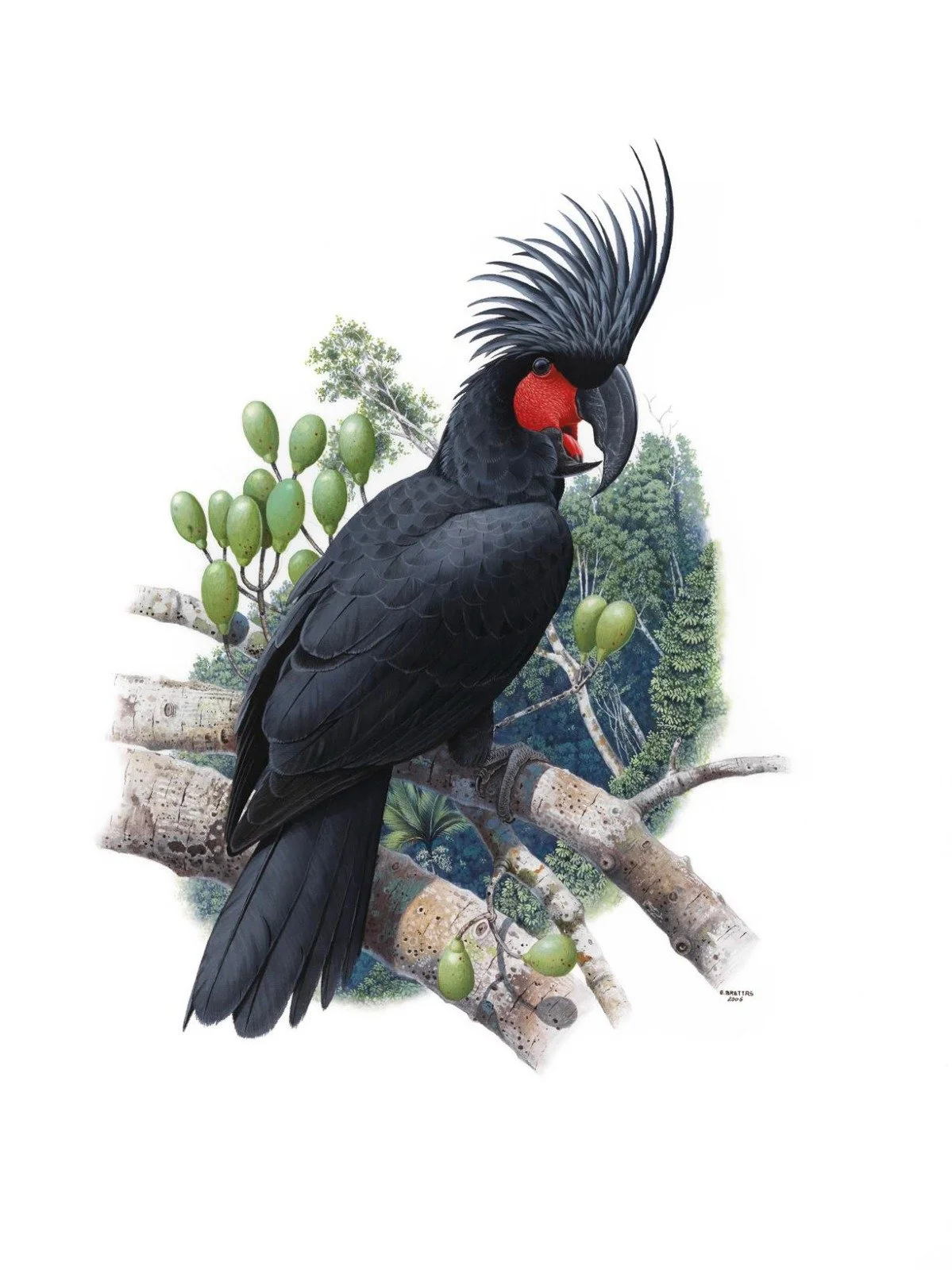 Palm Cockatoo (Probosciger aterrimus) - Art by Eduardo Brettas