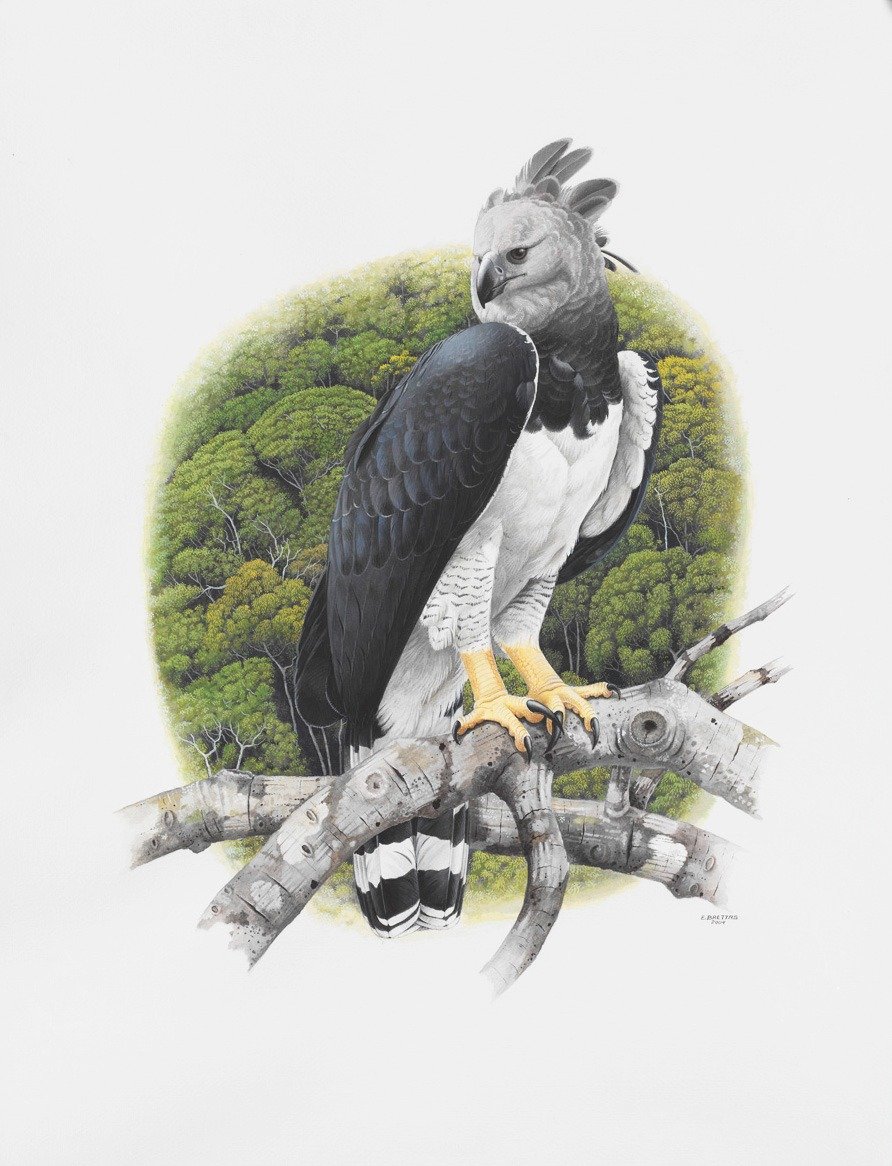 Harpy Eagle (Harpia harpyja) - Art by Eduardo Brettas