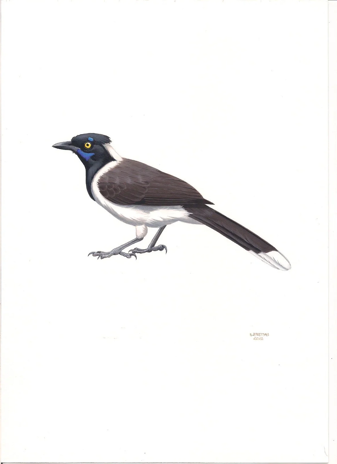 White-naped Jay (Cyanocorax cyanopogon) art by Eduardo Brettas