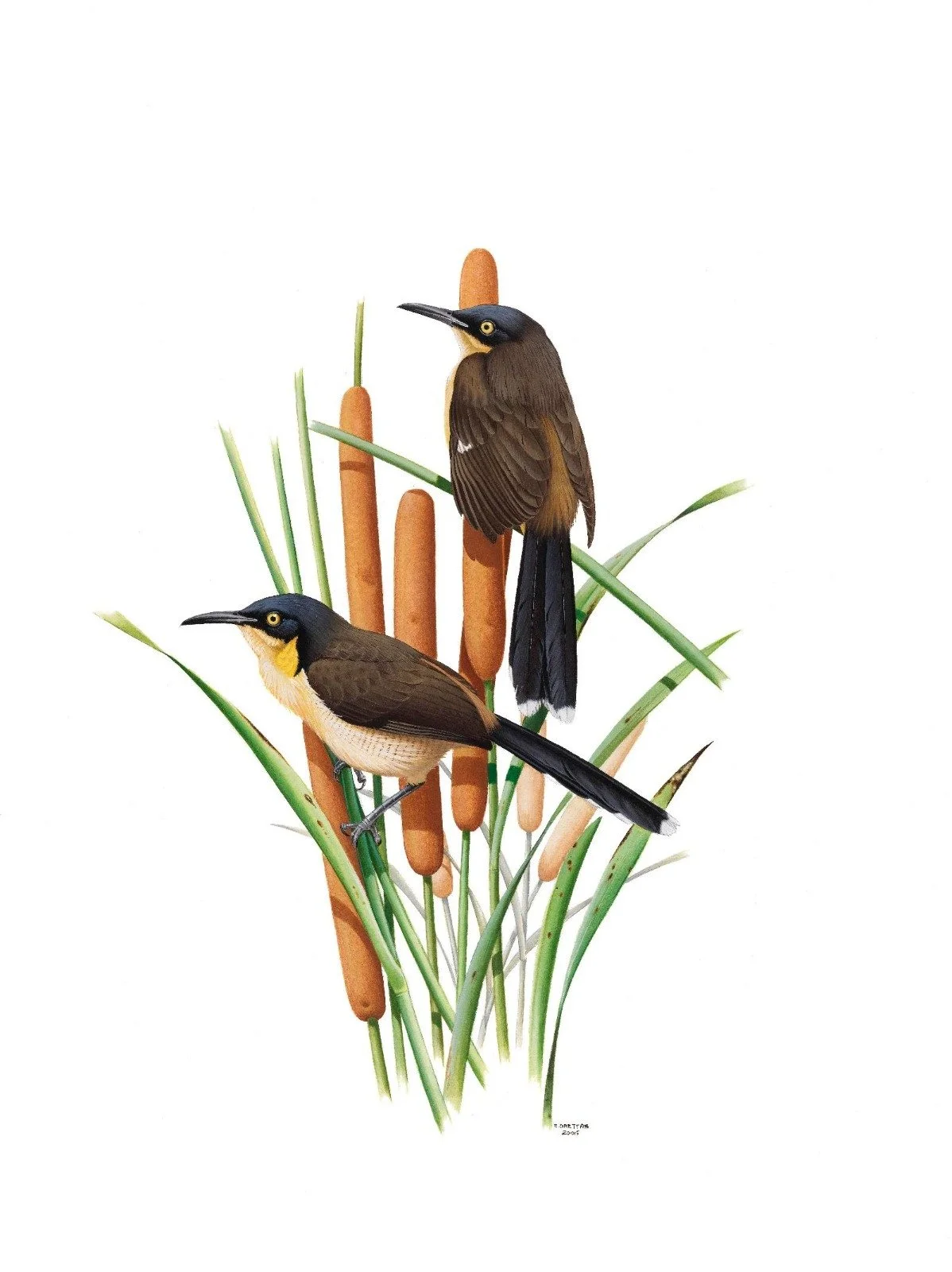 Black-capped Donacobius (Donacobius atricapilla) - Art by Eduardo Brettas