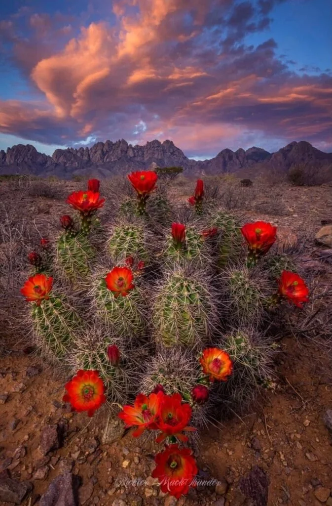 Image by Richter MachThunder.