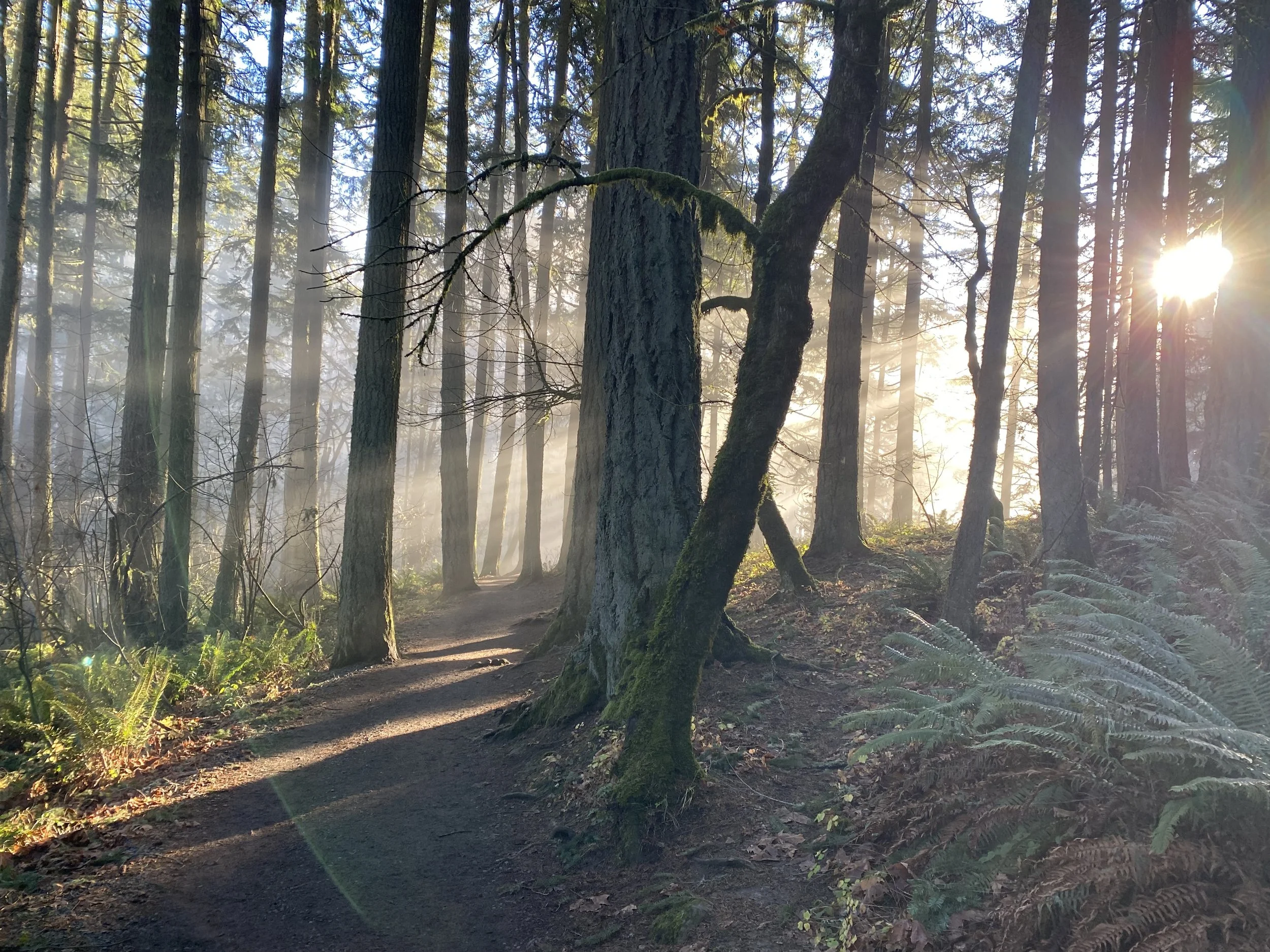 Sun shining through mist on a forest path