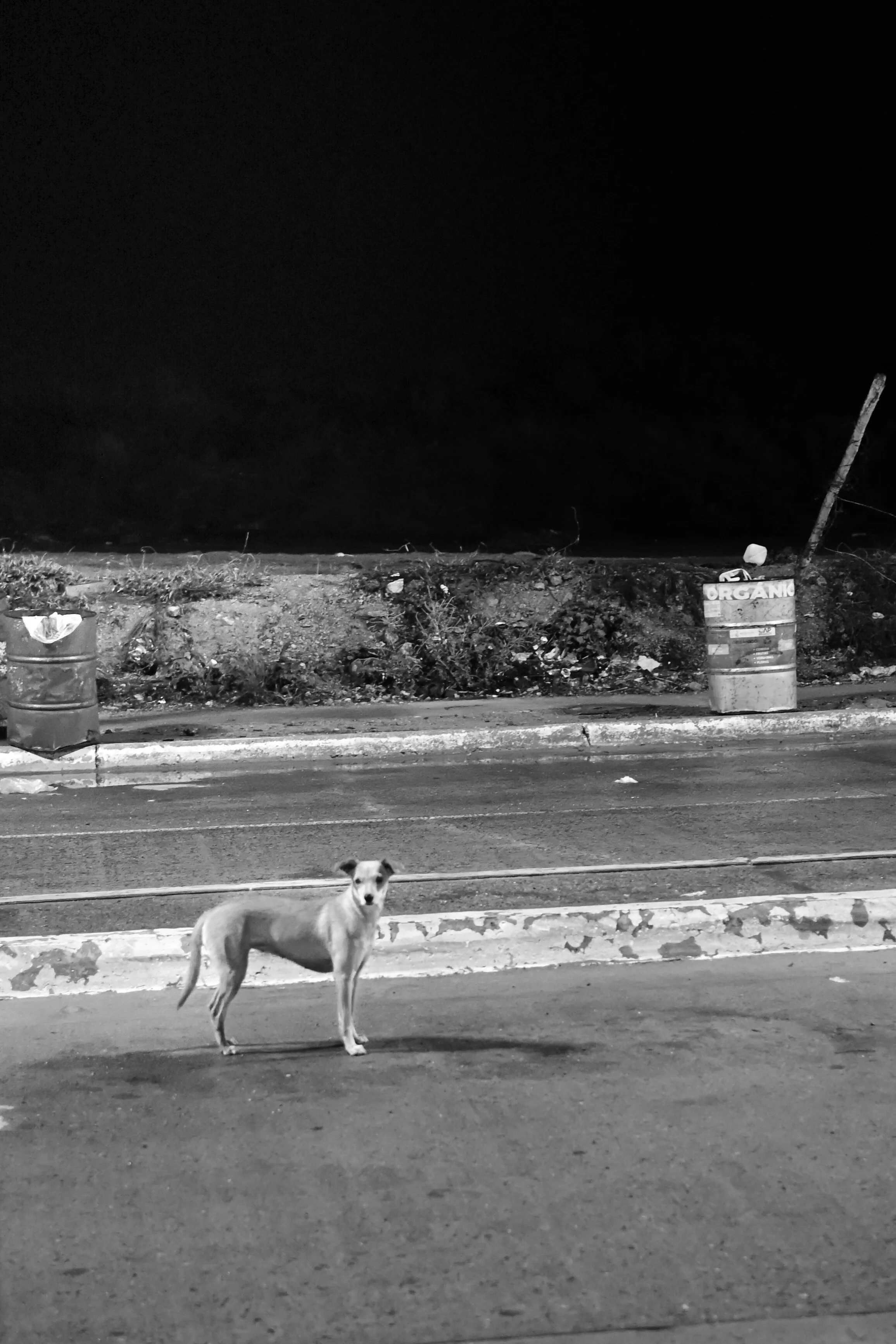 DSC_0435.JPG