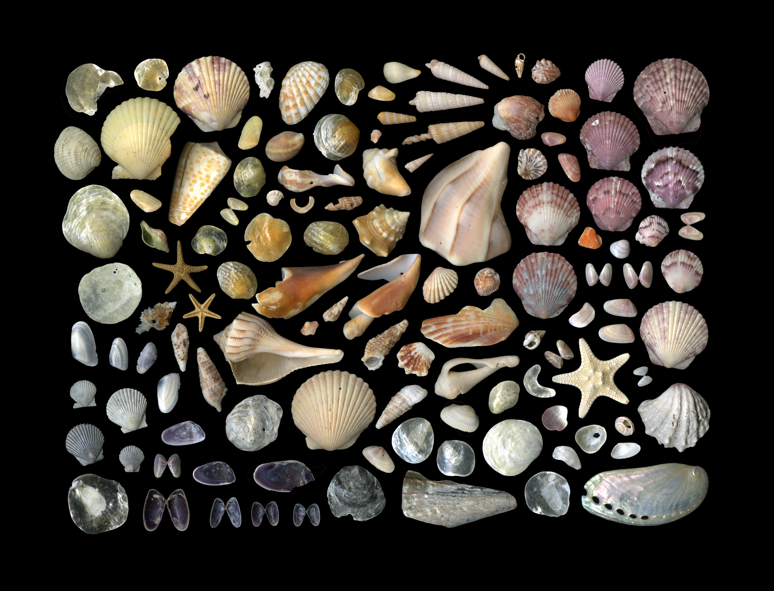 Ellie's Shells
