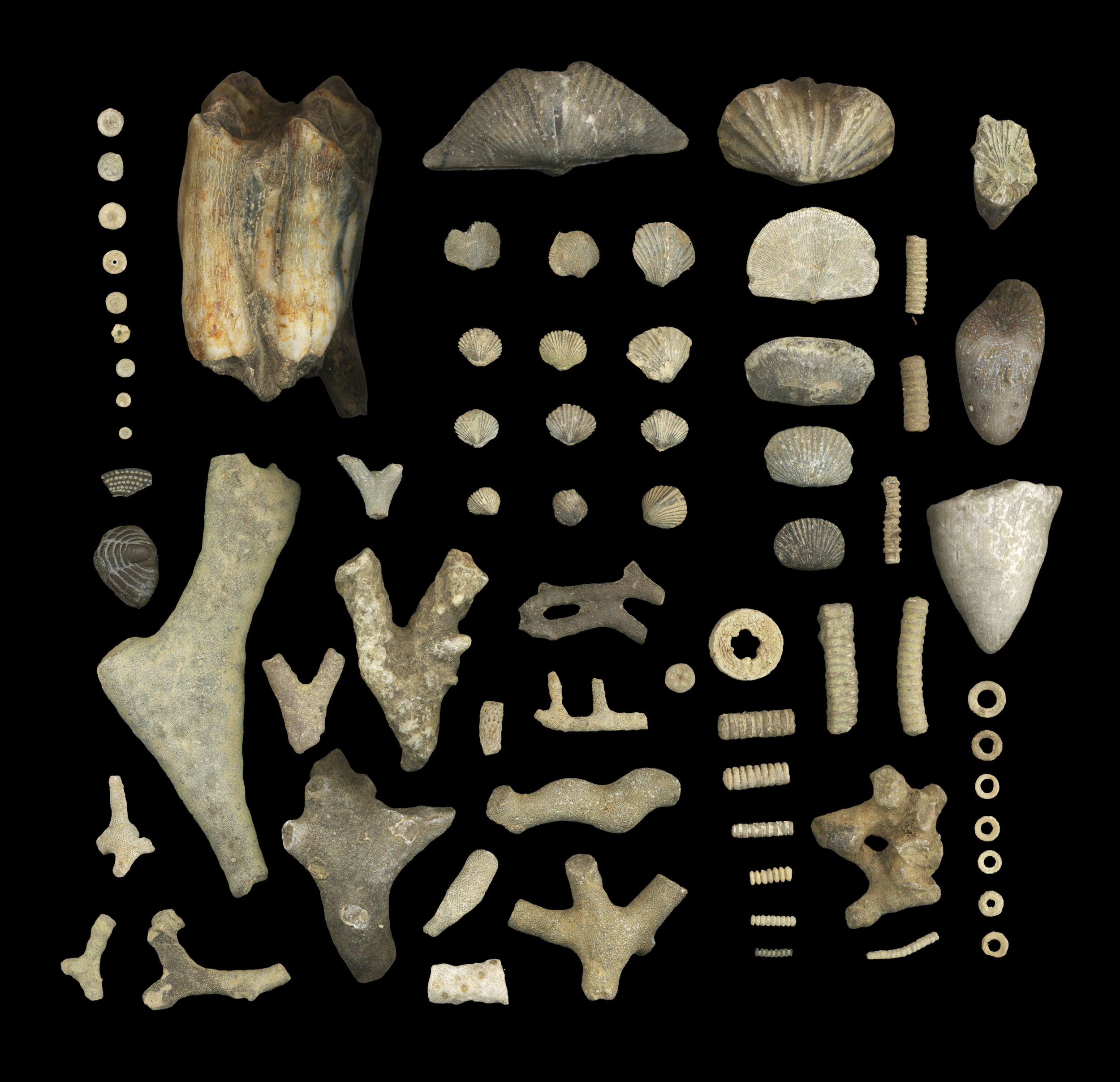 fossil-flatlay.png