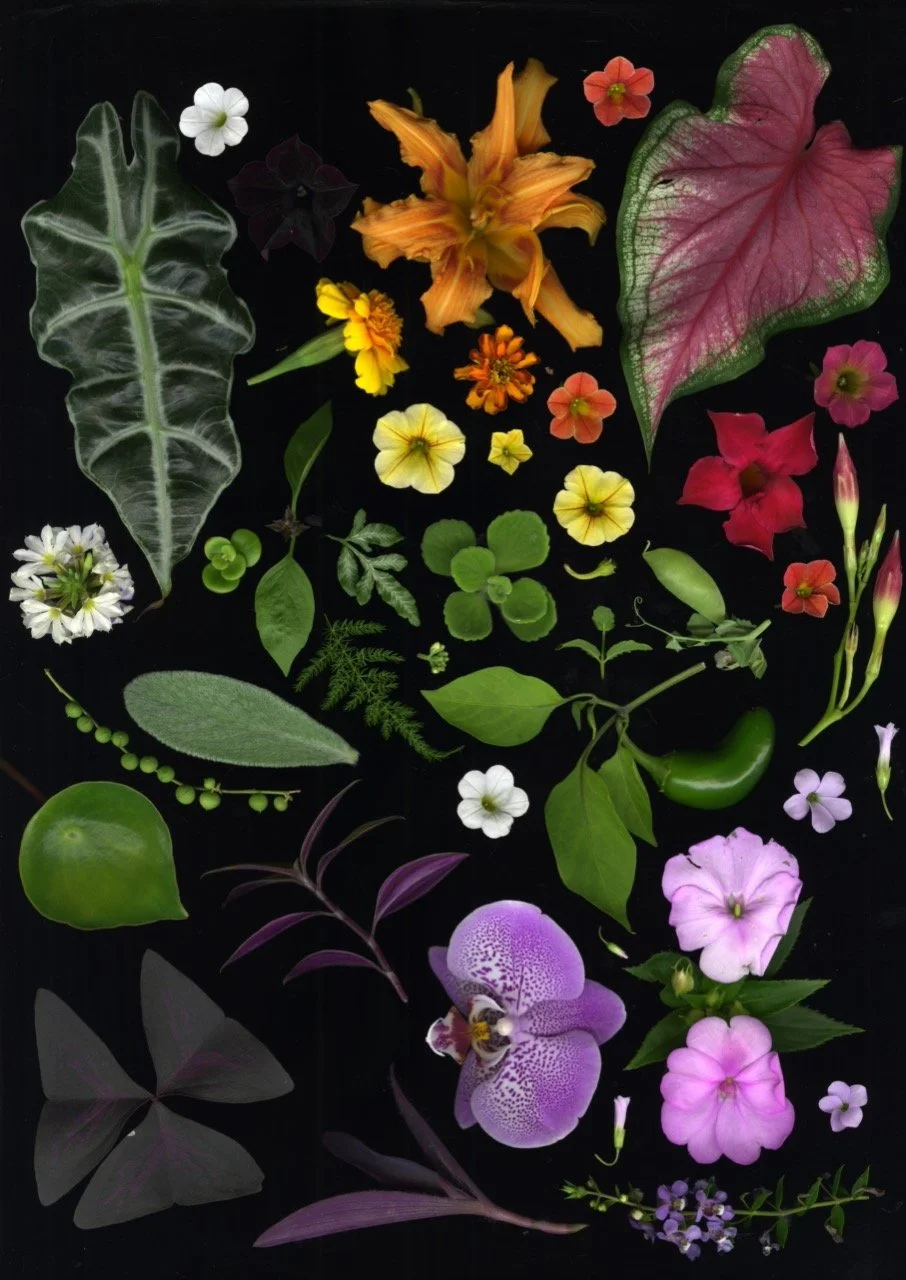 Katelyn's Plant Collection