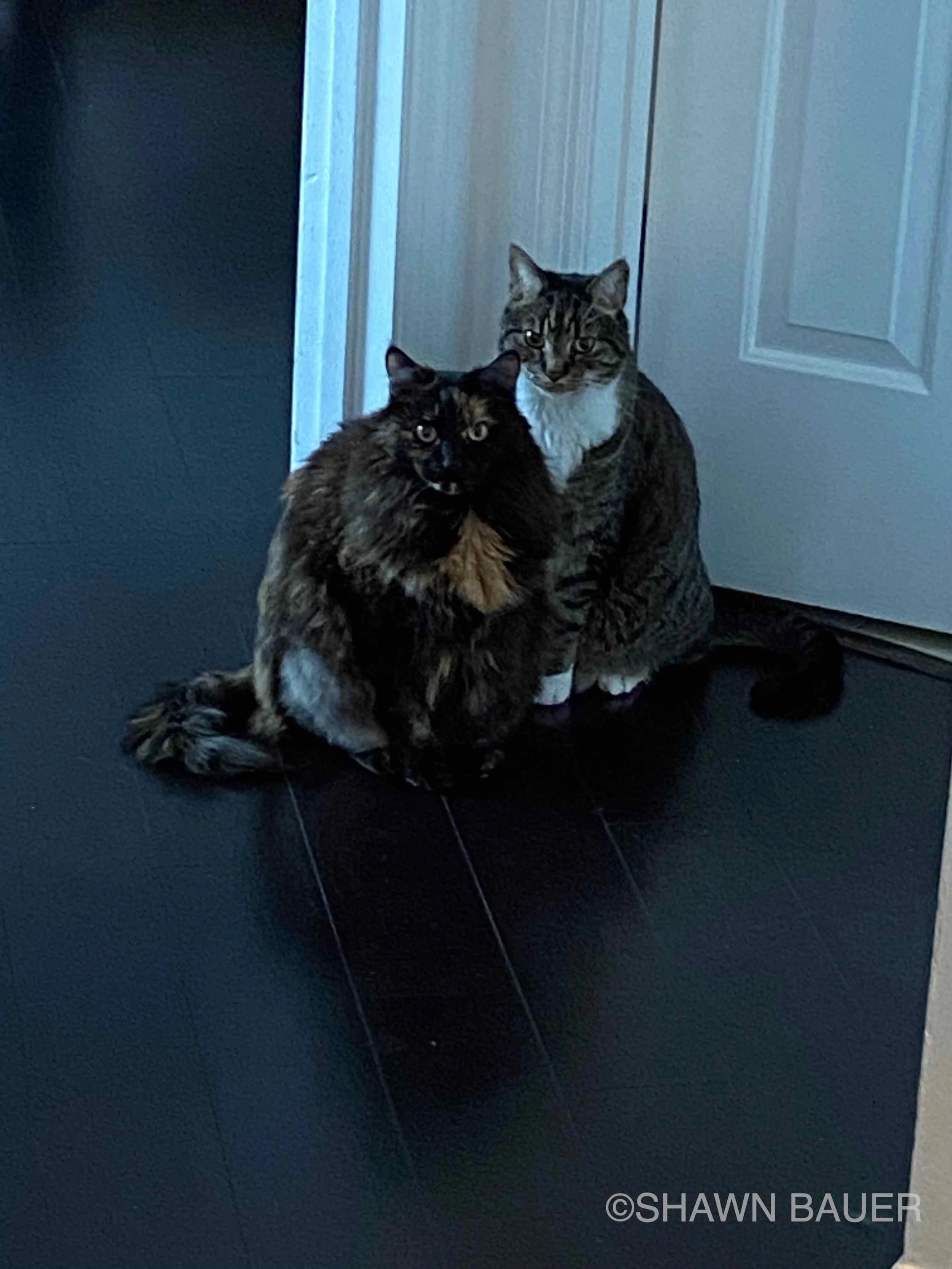 Two cats sitting on a black floor against a white door and dark wall.