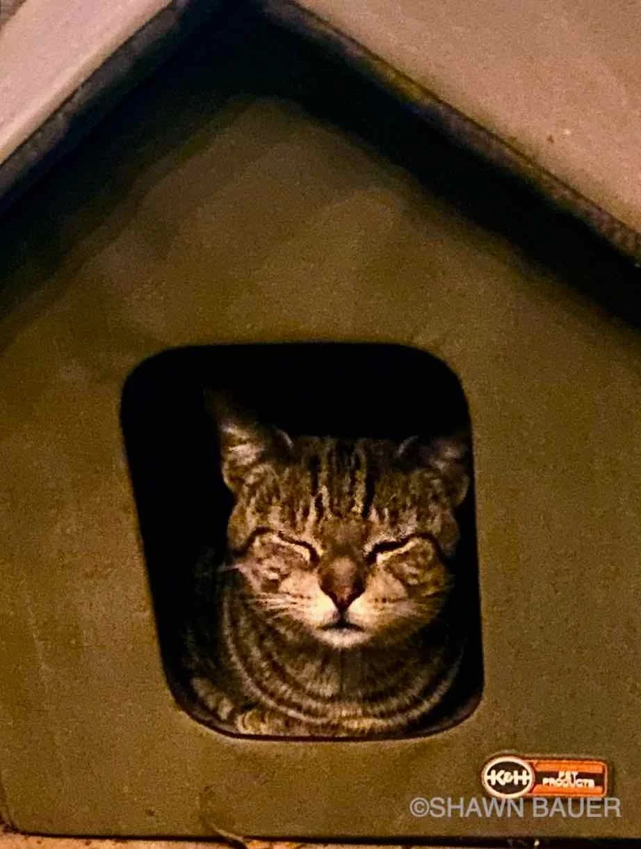 A tabby cat with closed eyes sitting inside a cardboard box with a circular opening.