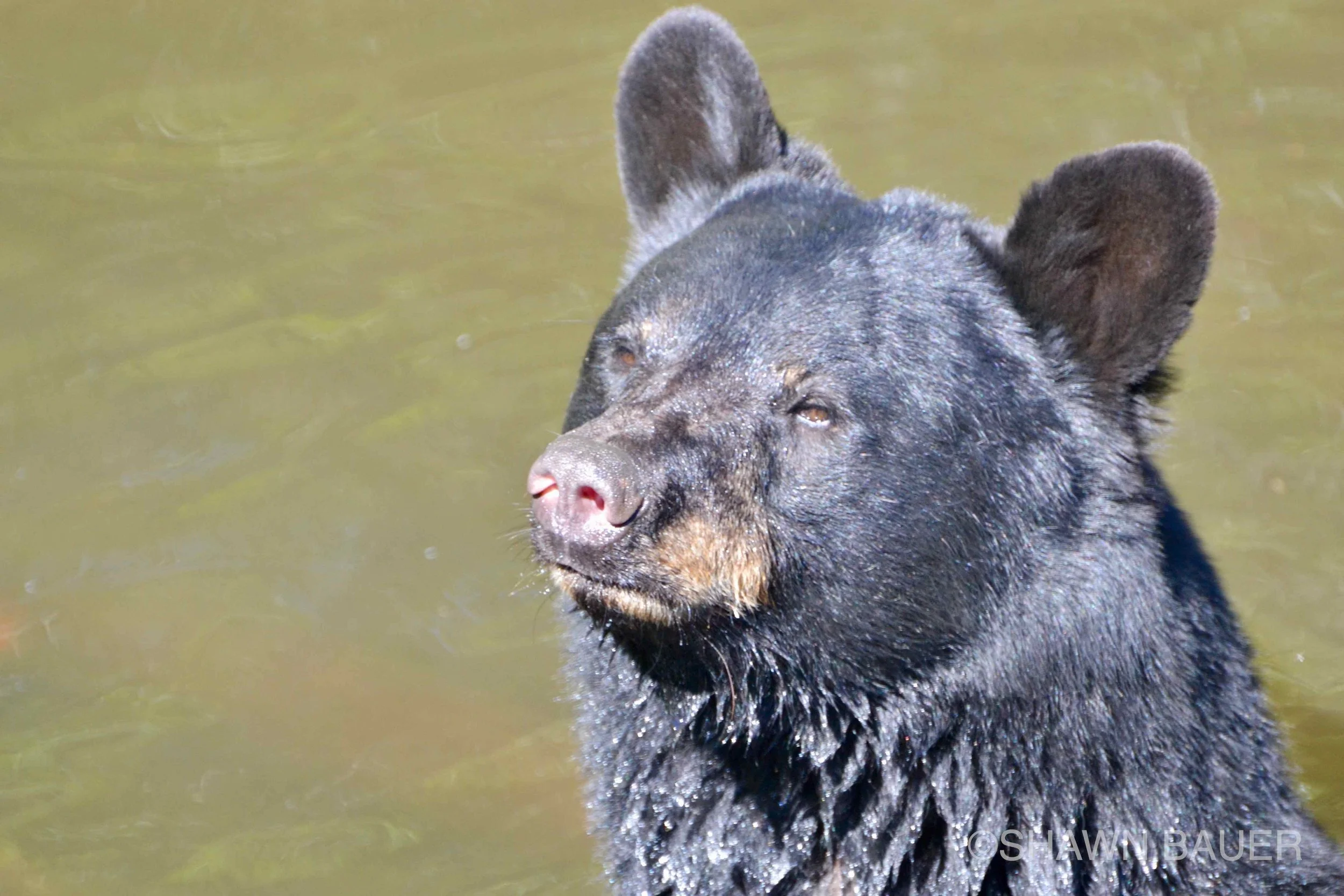 A black bear swimming in a body of greenish water.