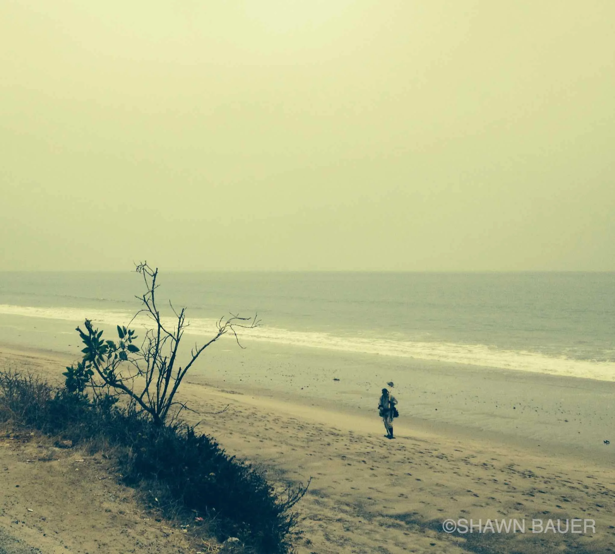 Beach shoreline with sand, seaweed, and a leafless tree in the foreground, water and horizon in the background under a pale sky.