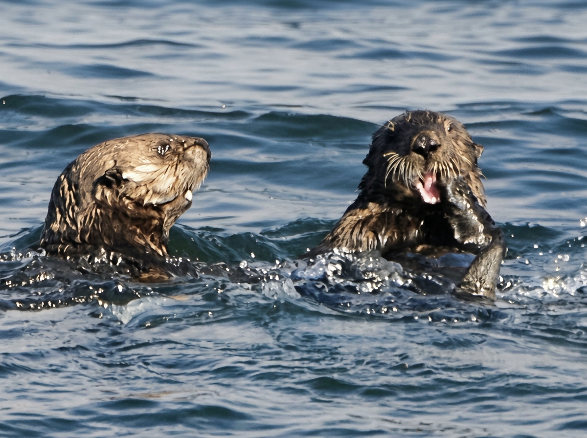 Two brown otters swimming in the water, with one otter on the right appearing to be smiling or yawning.