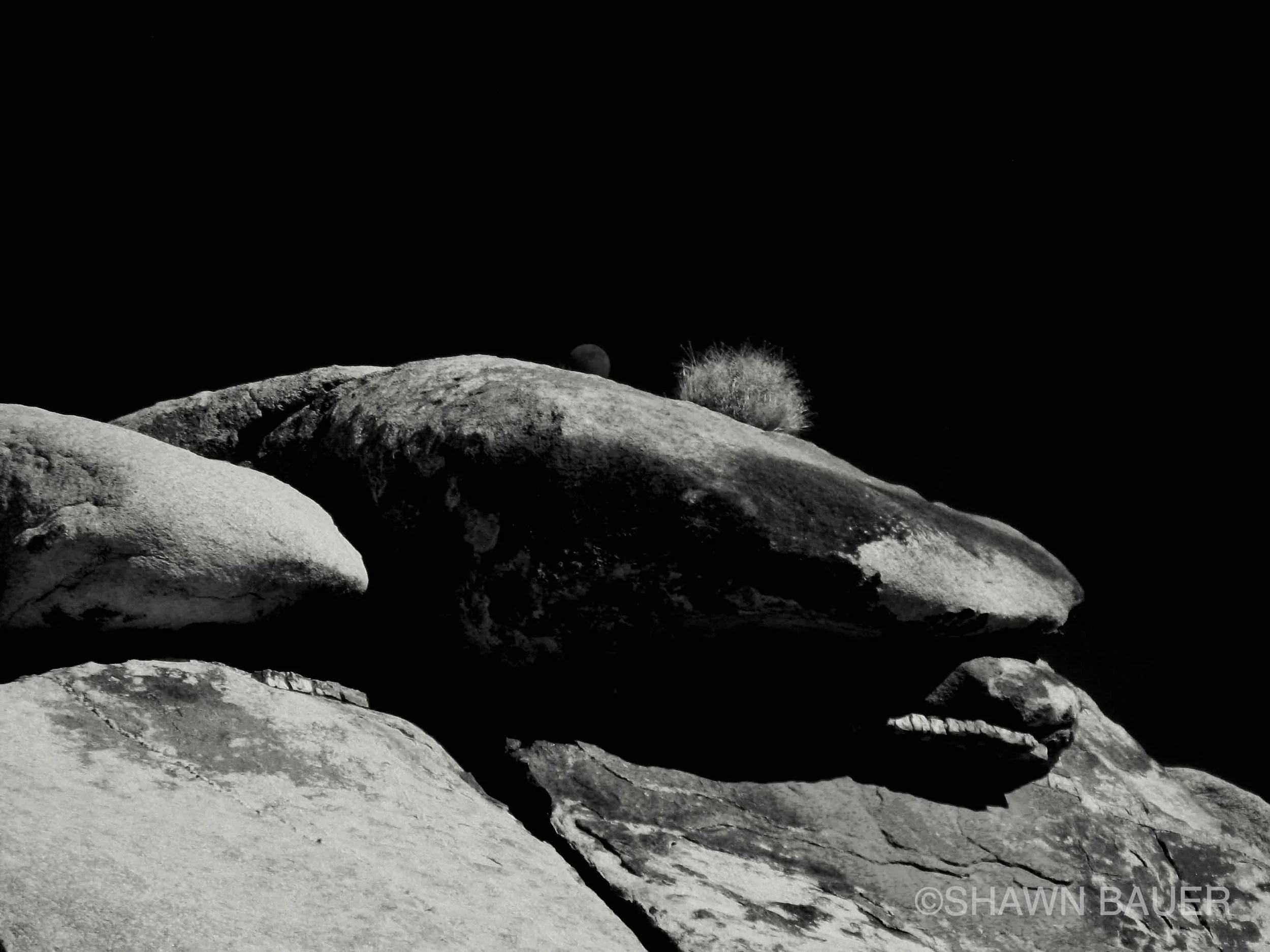 Black and white photo of rocks with a small shrub, moon visible in the night sky.