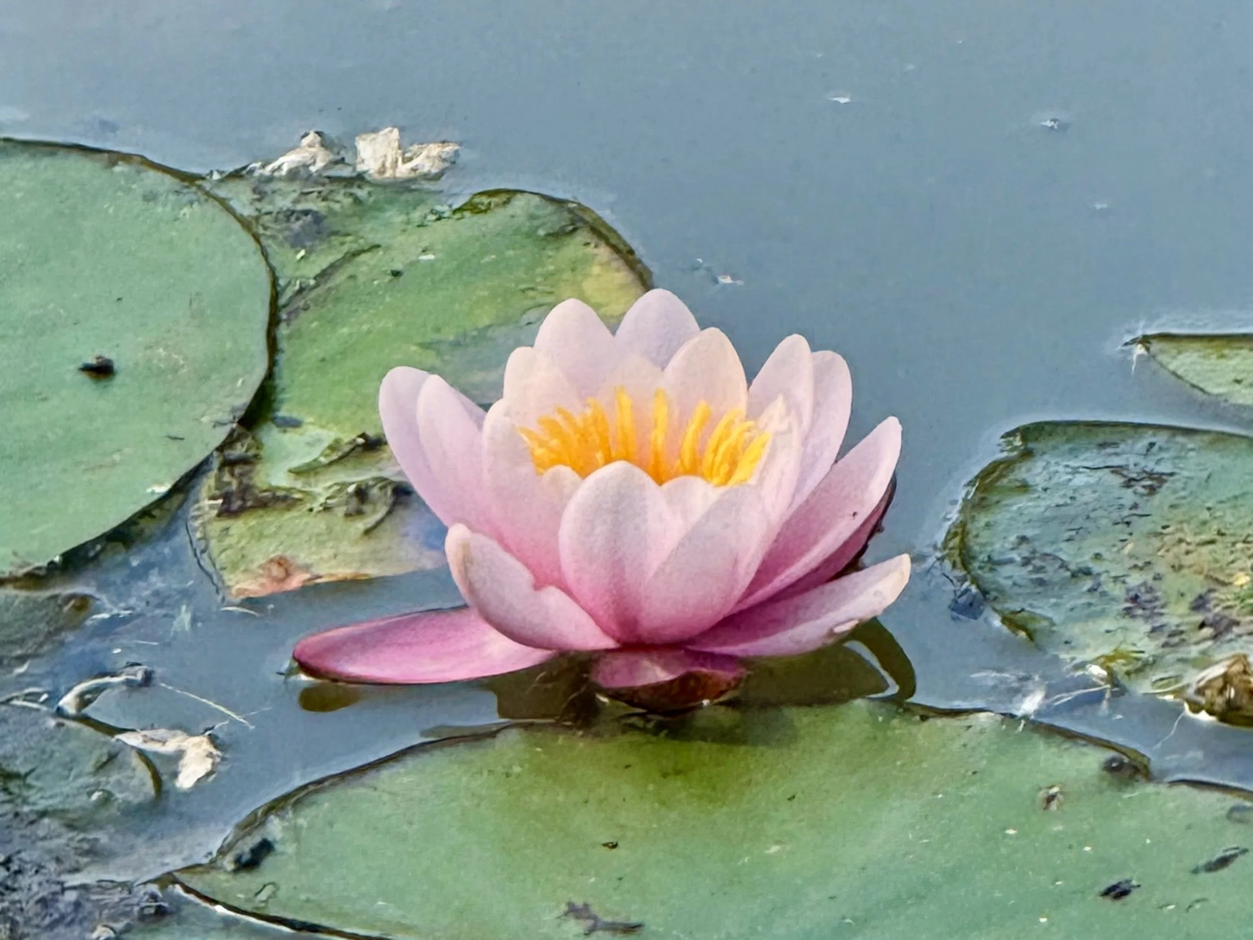 A pink water lily flower floating on a pond with green lily pads and some floating debris.