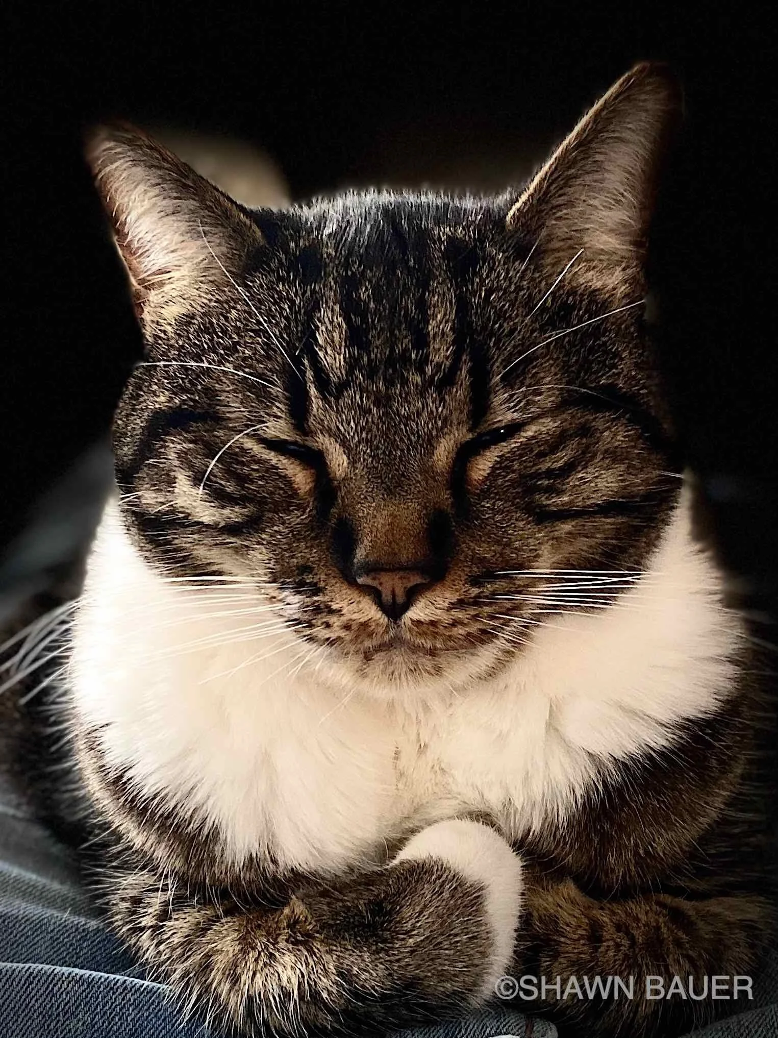Close-up of a sleeping tabby cat with striped fur and closed eyes, resting on a soft surface.