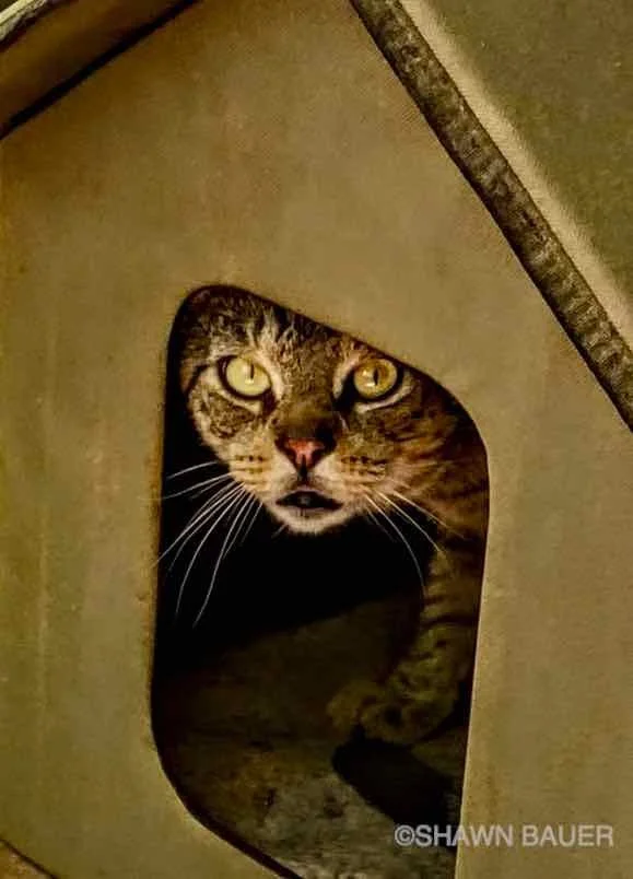 A tabby cat looking out from a small, enclosed opening, with its face and front paws visible inside a cardboard or similar structure.