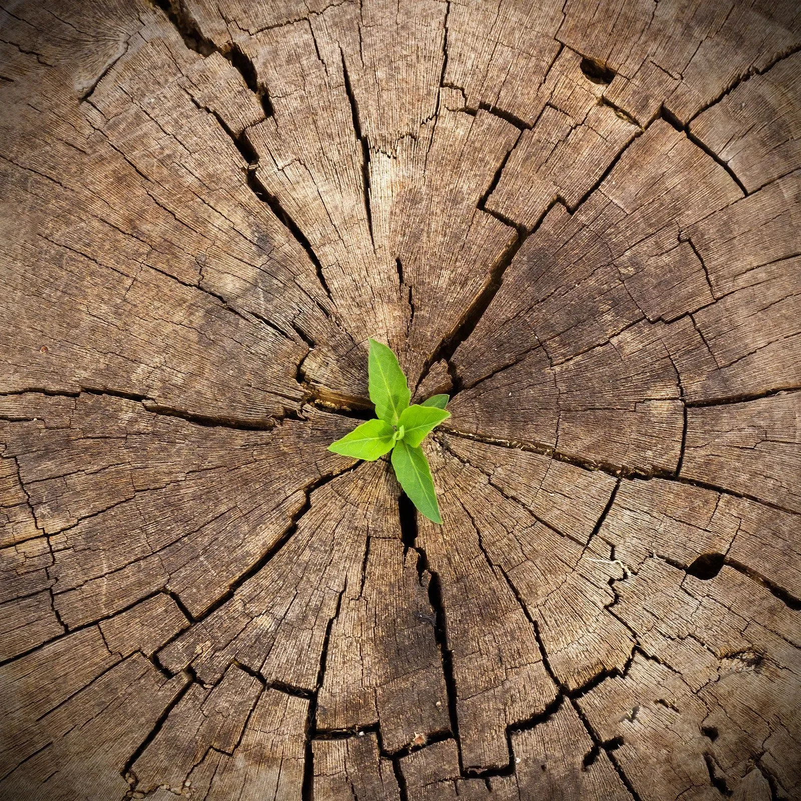 What is Acceptance Commitment Therapy (ACT)?