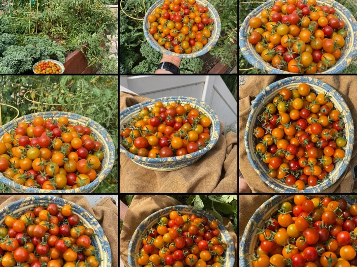 Ode to the Tomato