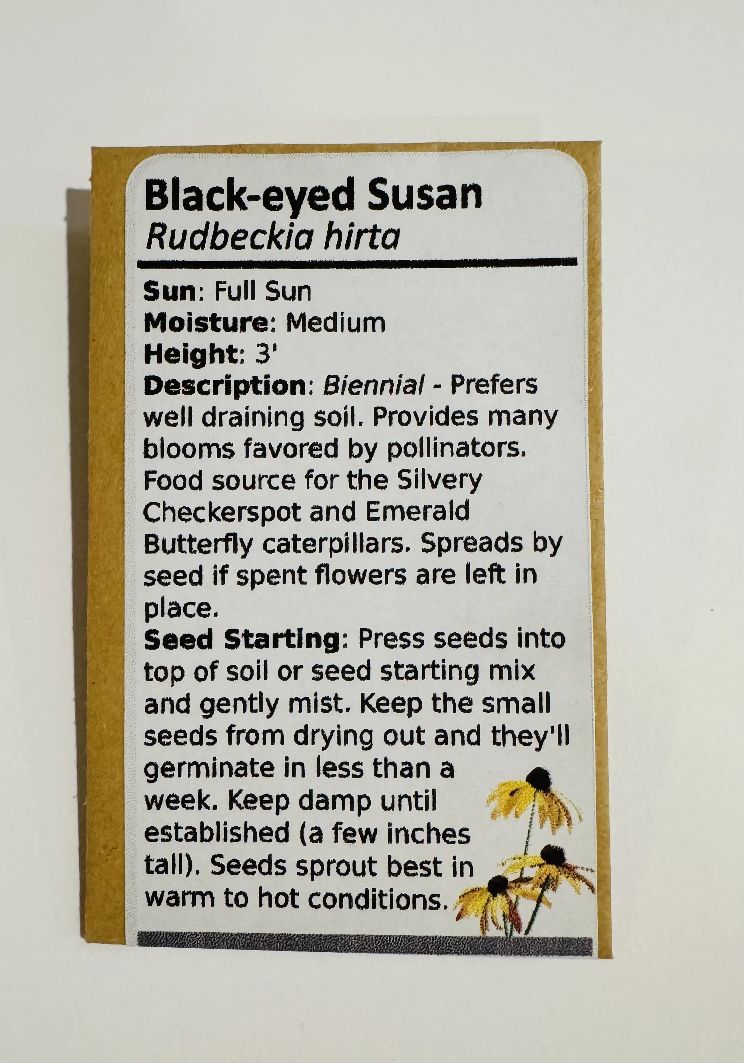 Black-Eyed Susan (Rudbeckia hirta)