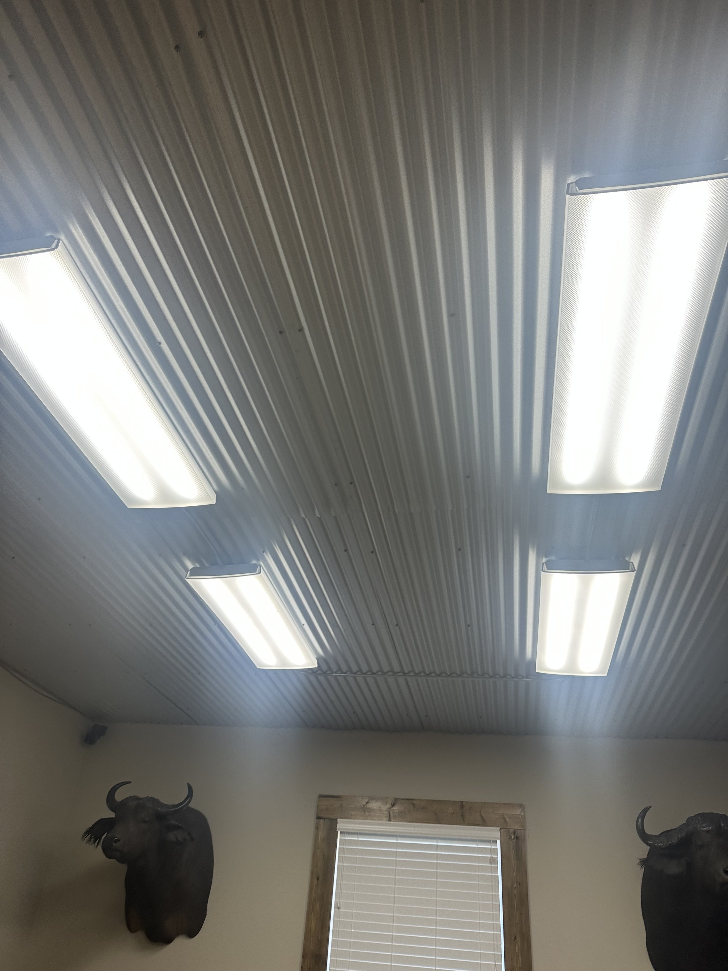 Ceiling with four fluorescent lights and mounted animal heads on the wall, including a buffalo head and a bison head