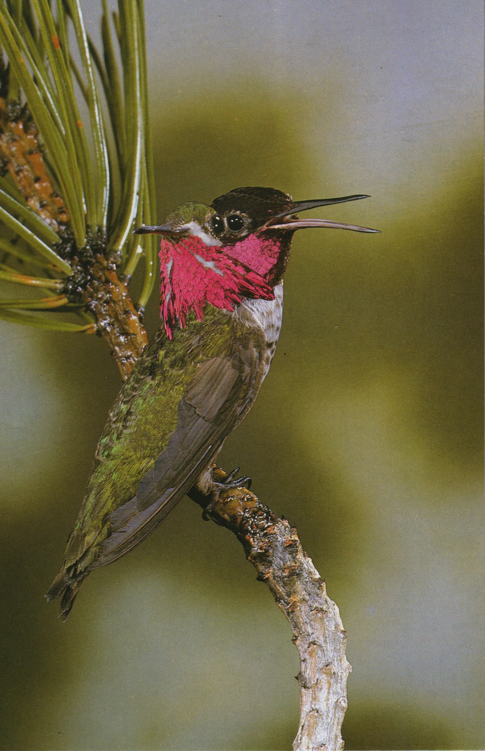 Hummingbird_14.jpg