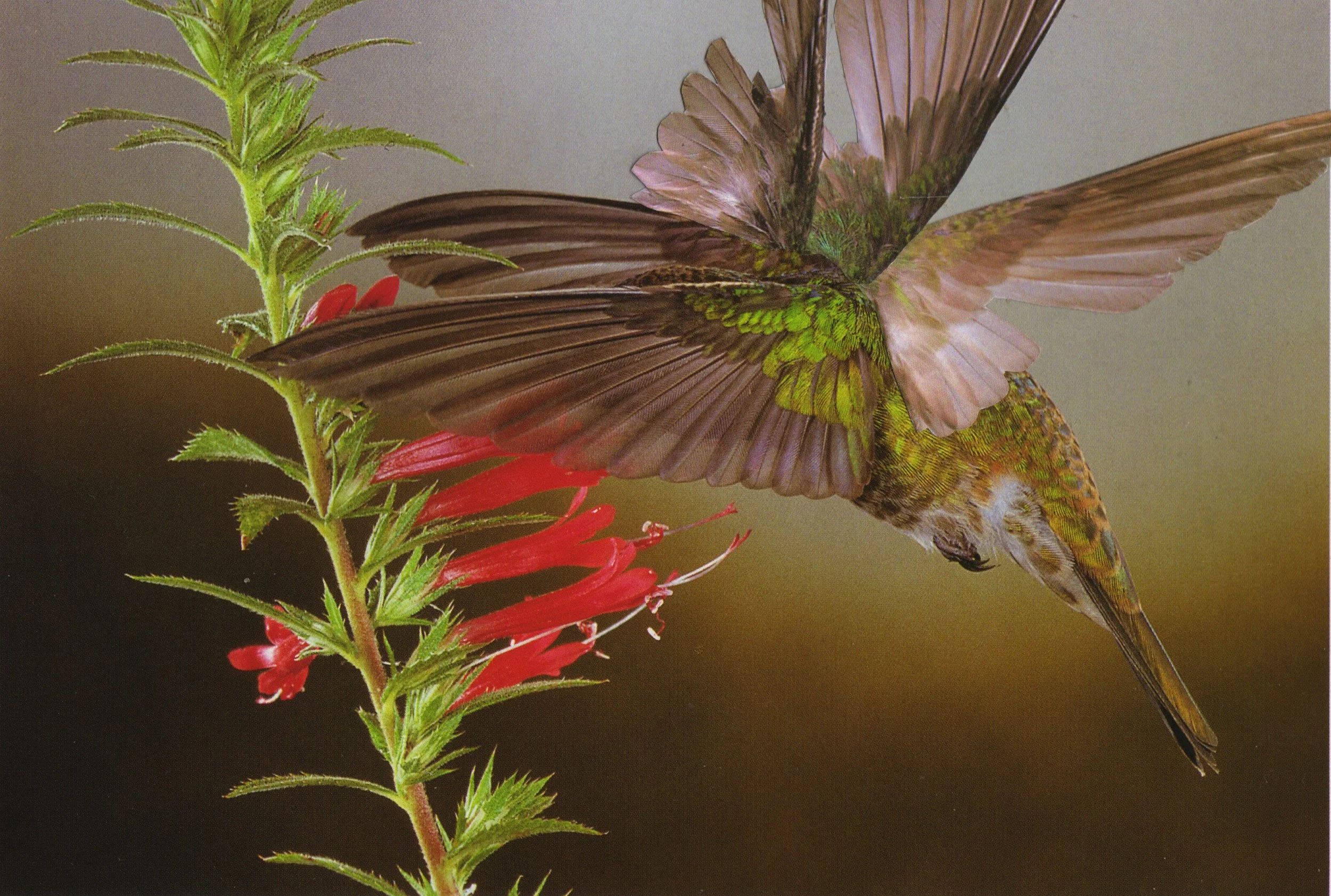 Hummingbird_8 copy.jpg