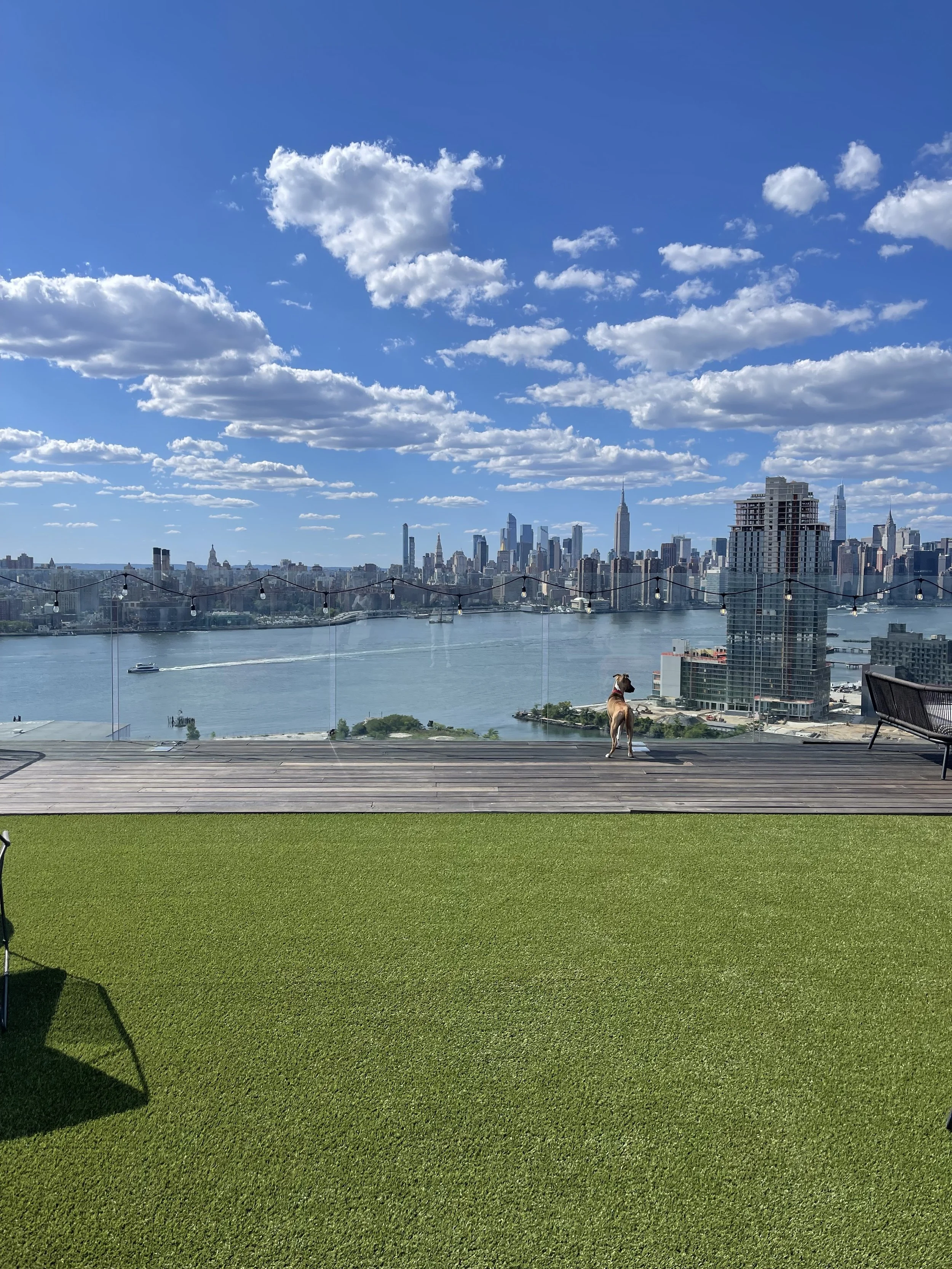 City skyline with skyscrapers and a river, viewed from a rooftop with a dog standing on the balcony.