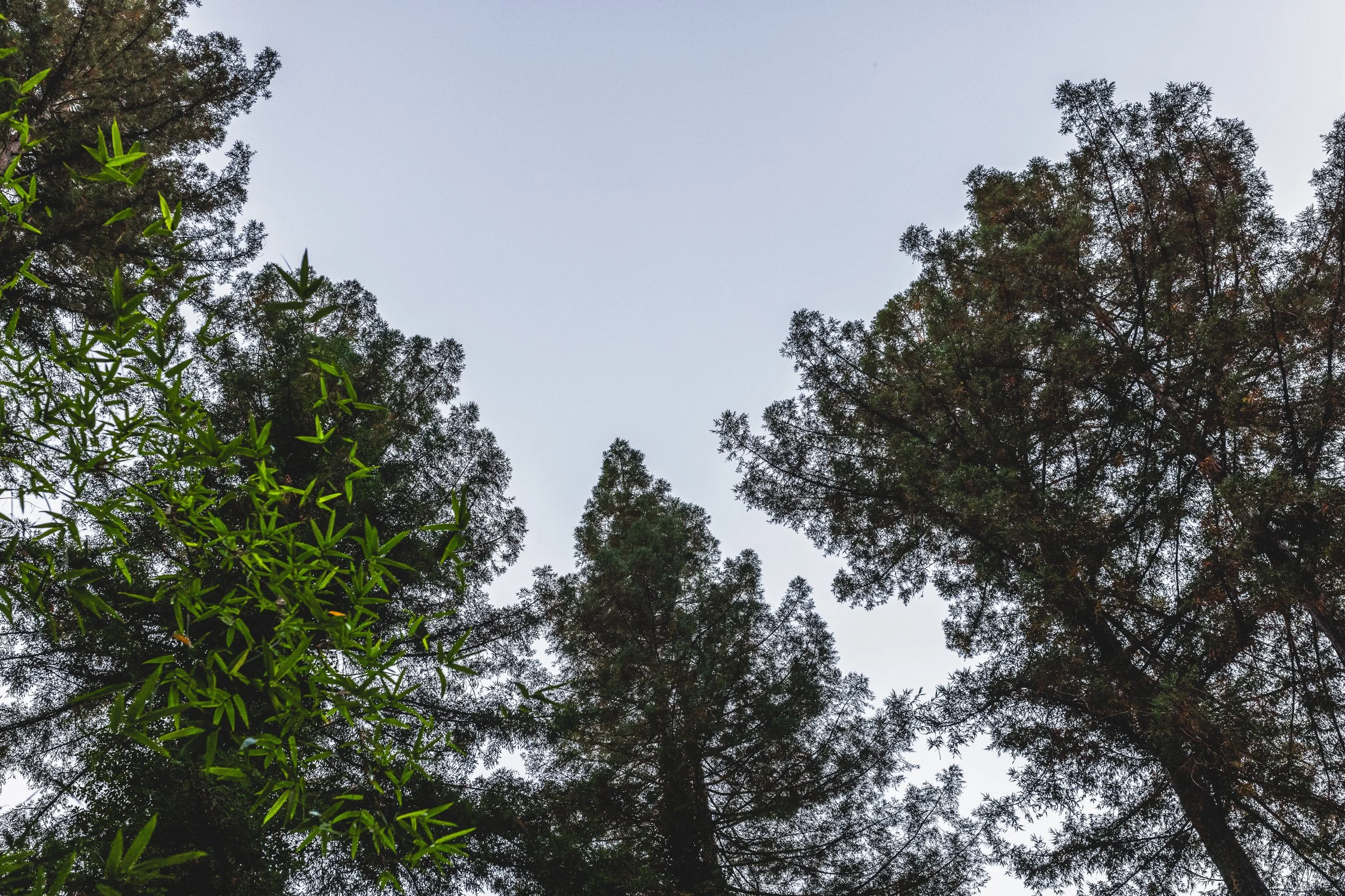 Looking up at the sky through the tops of tall trees with green leaves and dark branches on an overcast day.