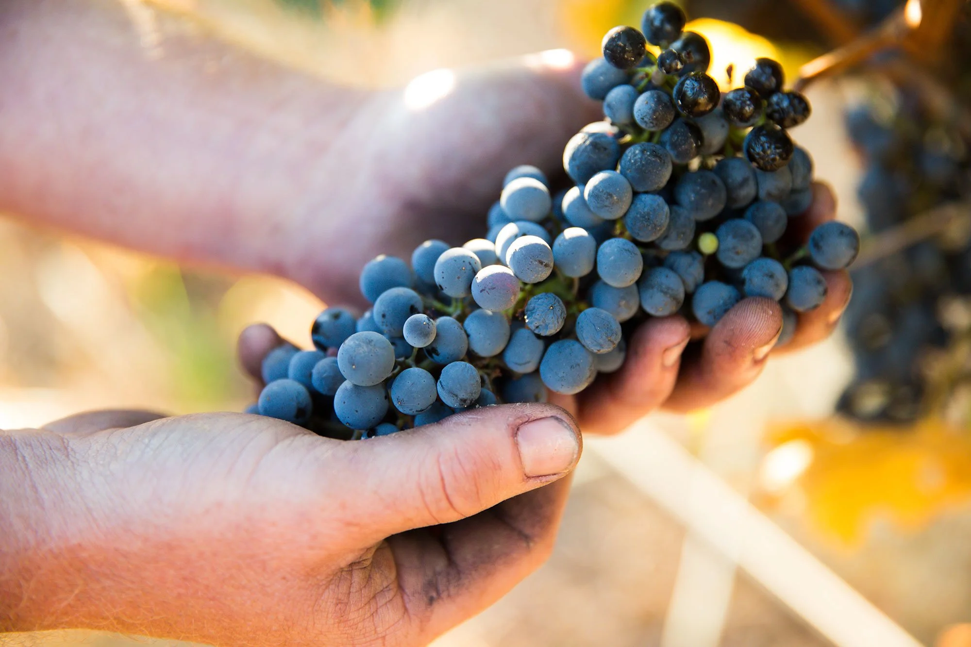 Beyond the Bottle: Why Wine Photography Matters