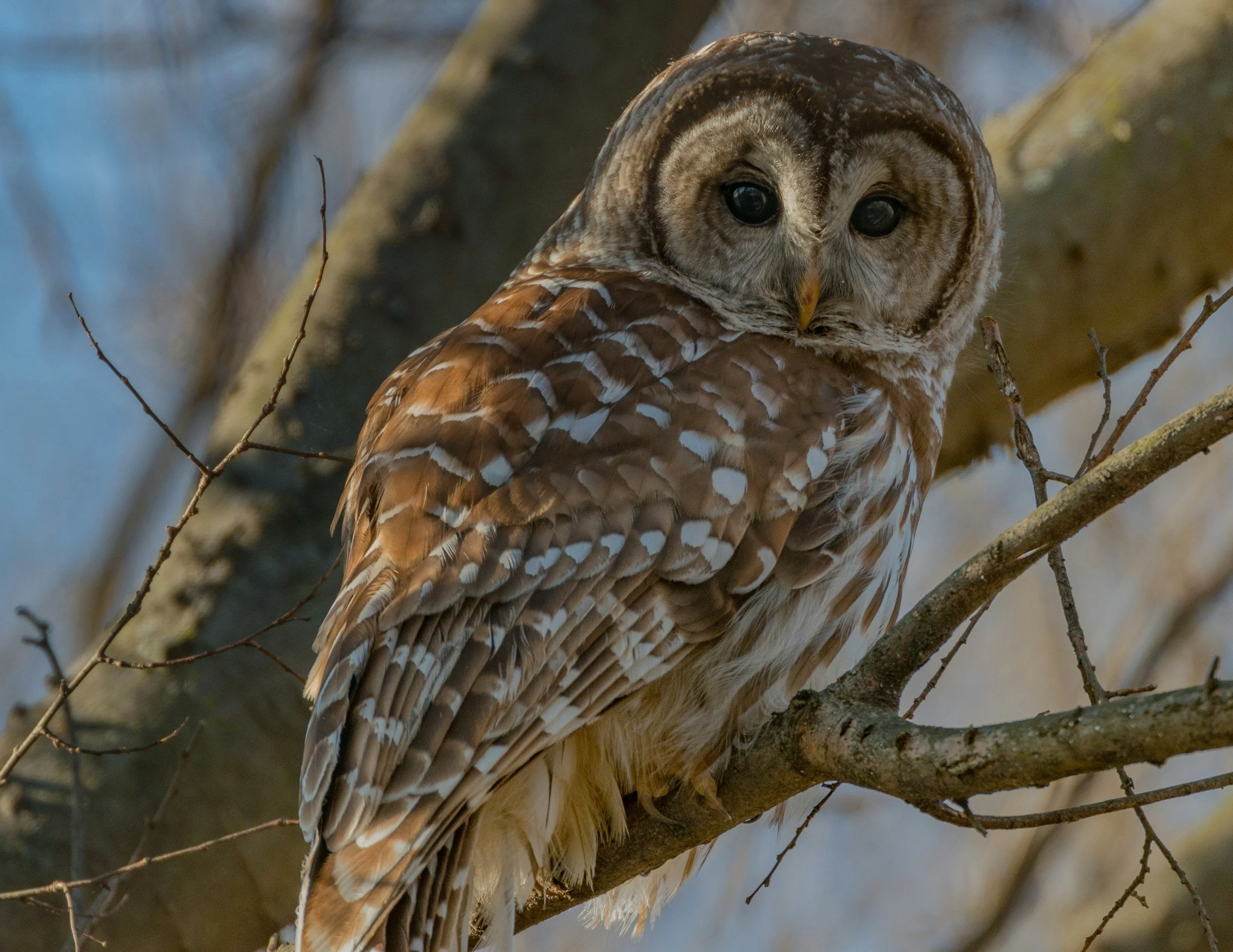 Barred Owl Totem and Meanings: Small but Mighty