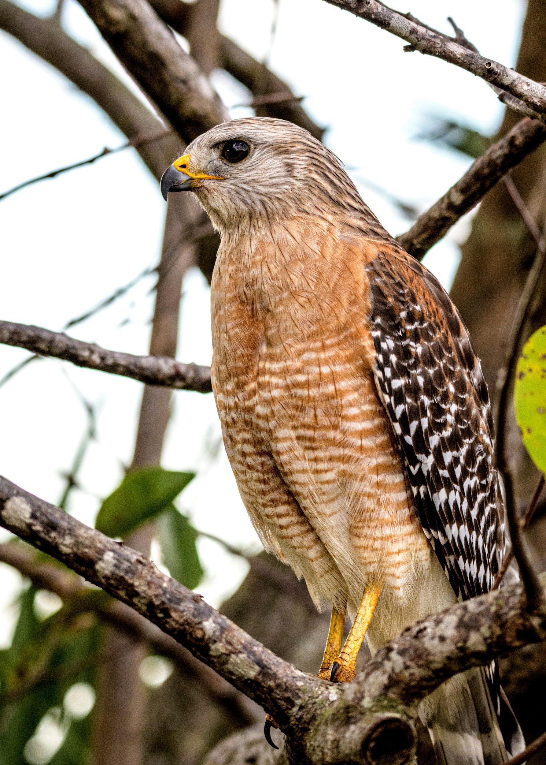 Red-Shouldered Hawk - A Totem