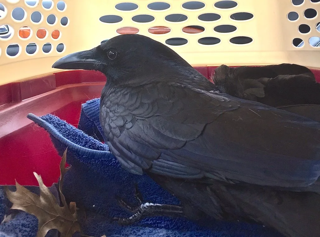 The Crow Totem: Adaptability, Reflection, and Magic