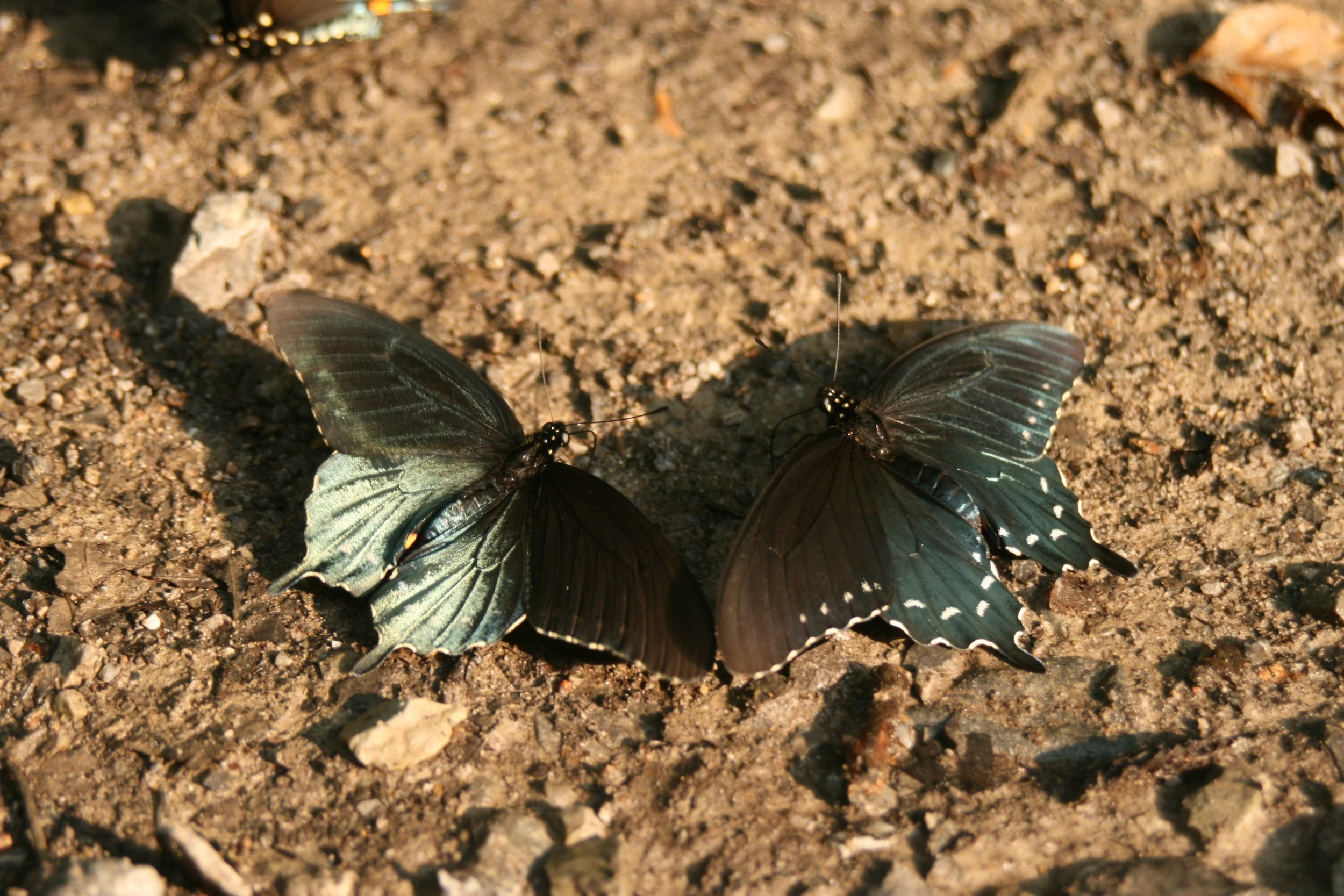 Two black butterflies with iridescent blue wings resting on dirt ground.