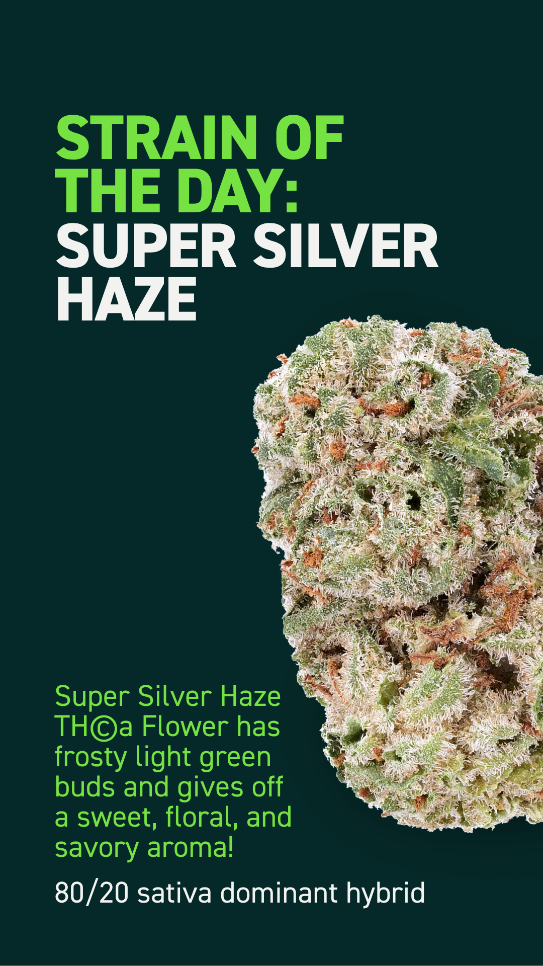 Strain of the day 729.png