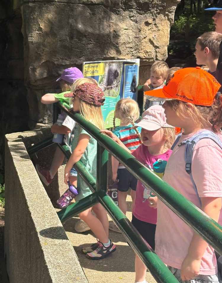 A group of children gathered around during a field trip, looking at an educational display about the North American Porcupine, with a rocky background and sunny weather.