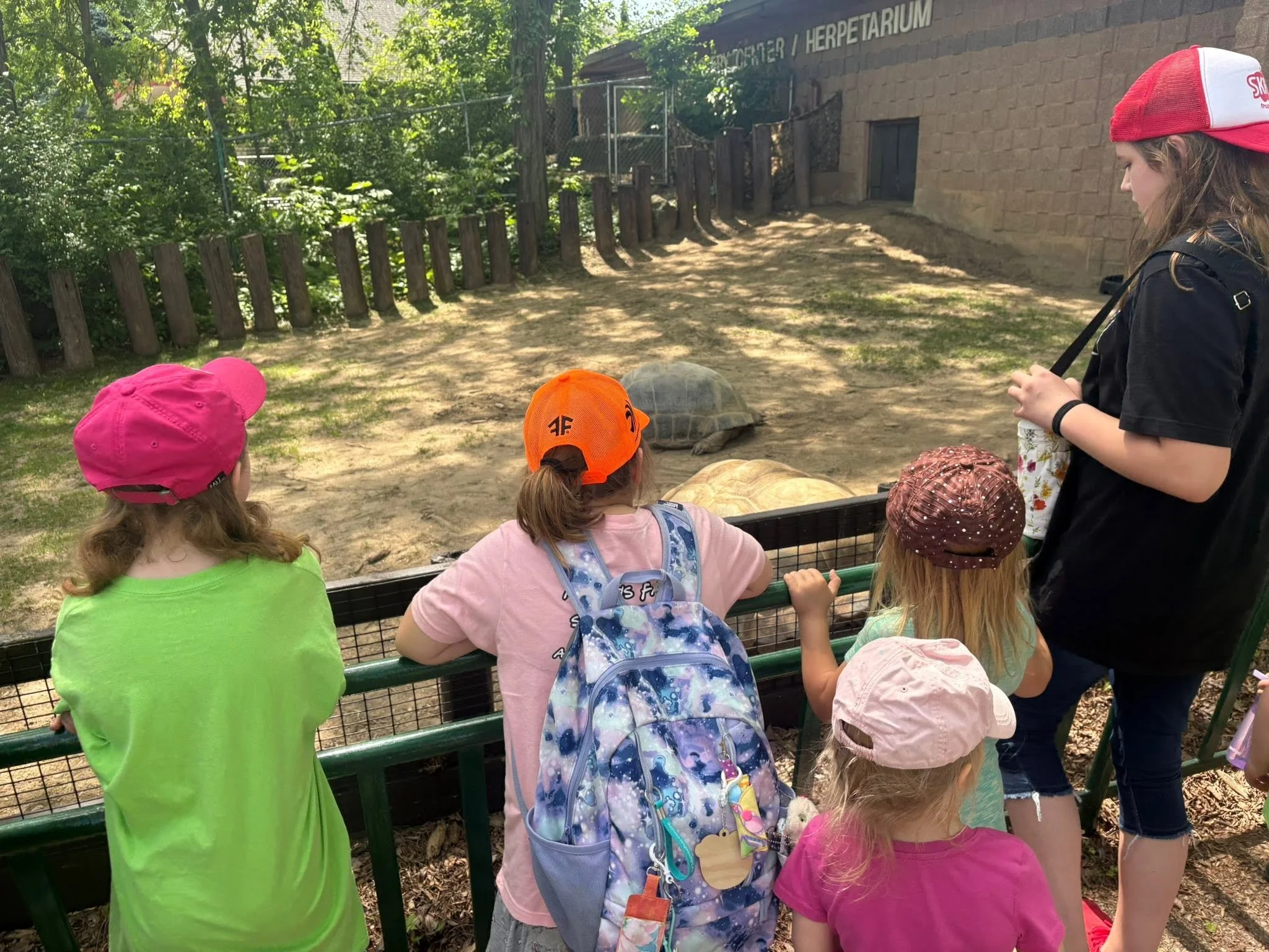 A group of children and a woman watching a tortoise at a zoo or wildlife exhibit, with trees and a building in the background.
