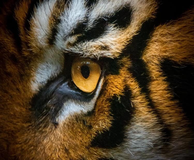 Calming the Animal Within - Trauma and the Nervous System