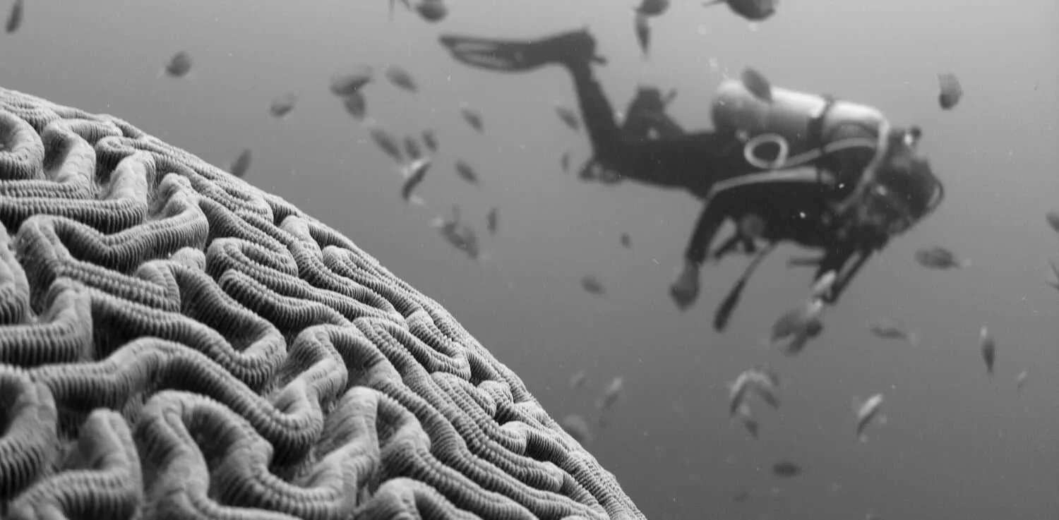 Trauma and the Vagus Nerve