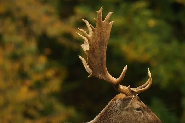 deer with antlers