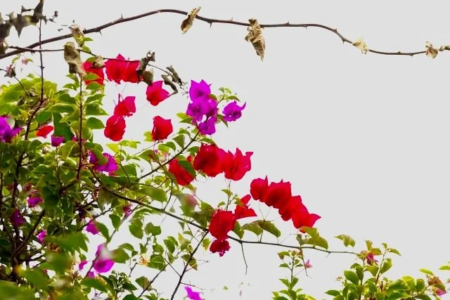 Colorful bougainvillea flowers in pink and red blossoming on a vine against a cloudy sky.