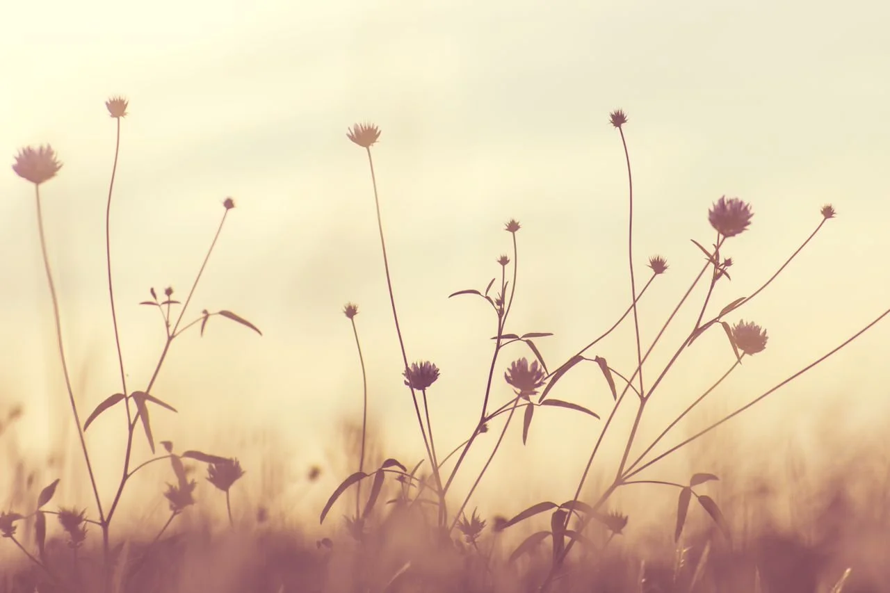 flowers on a yellow background