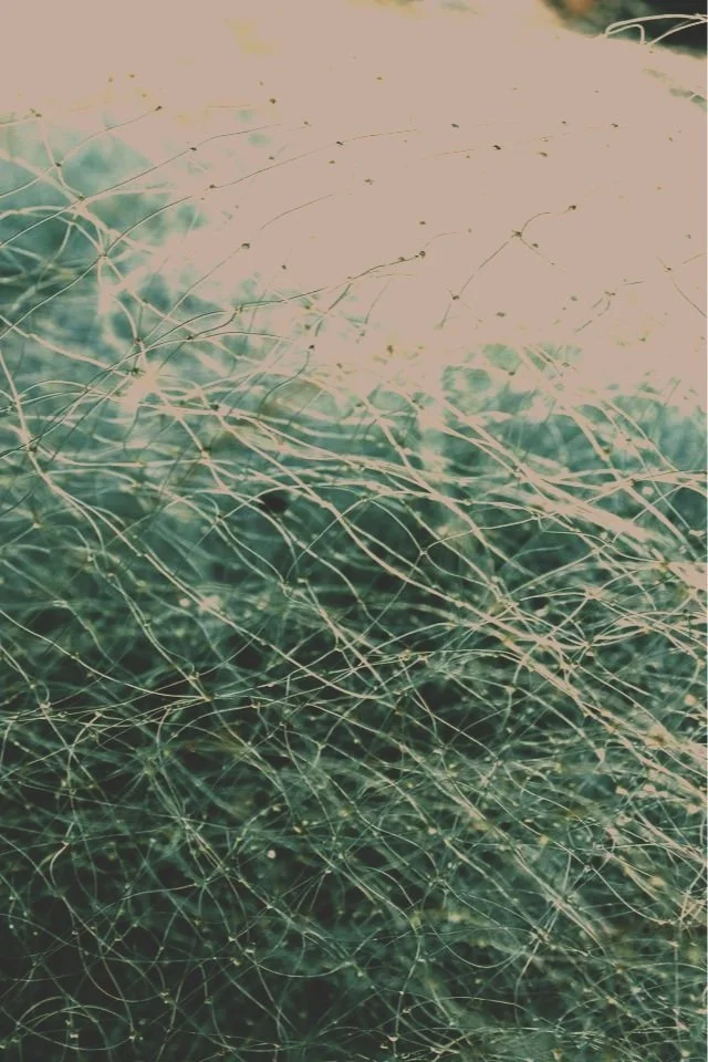 tangled net