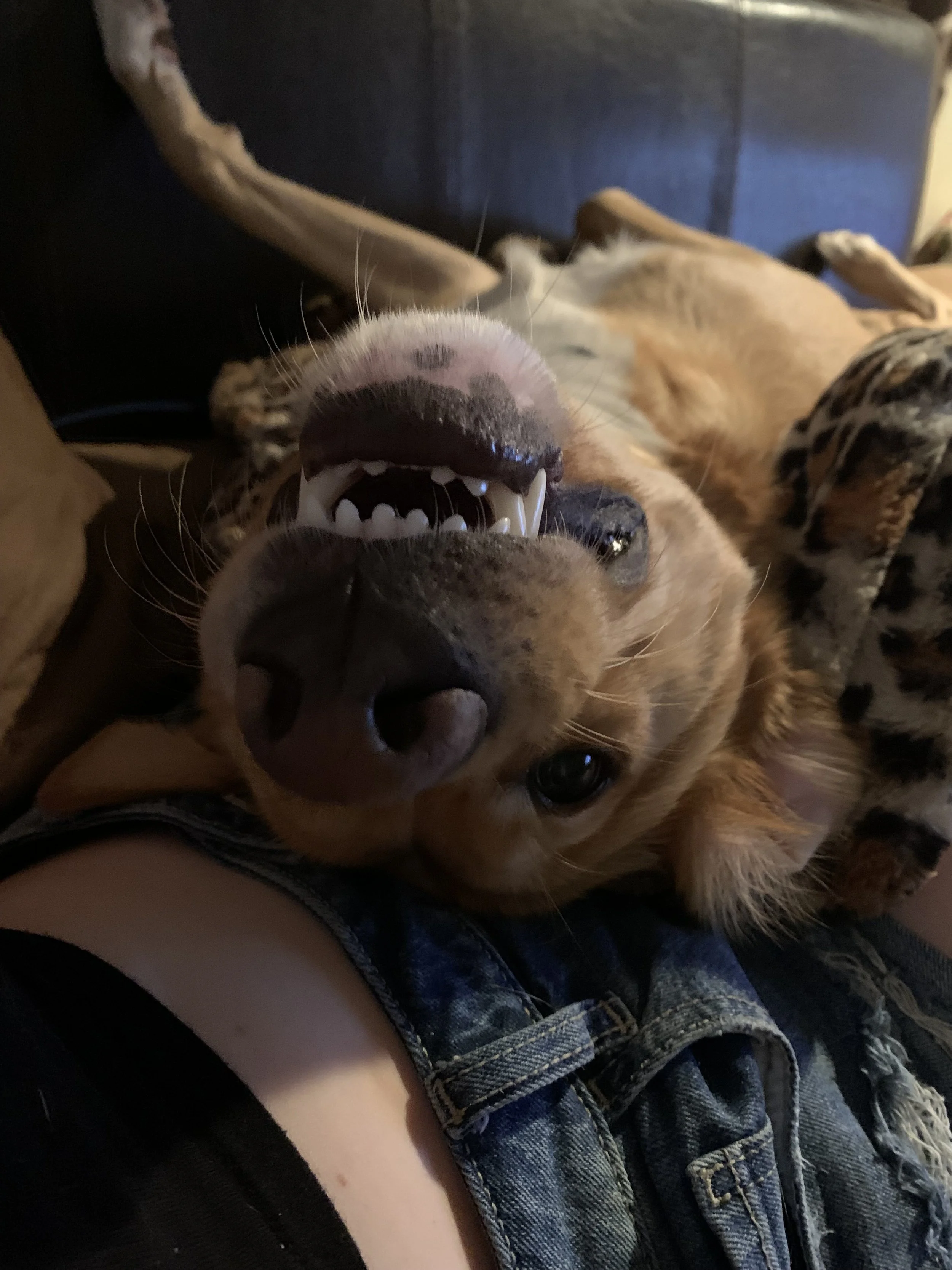 A happy dog lying on its back on a person's  lap, and looking at the camera.